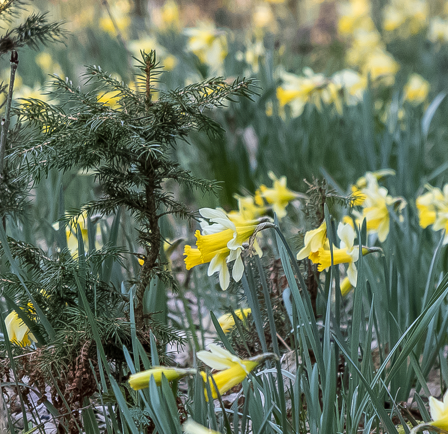 narcissen-in-het-kamp-van-elsenborn