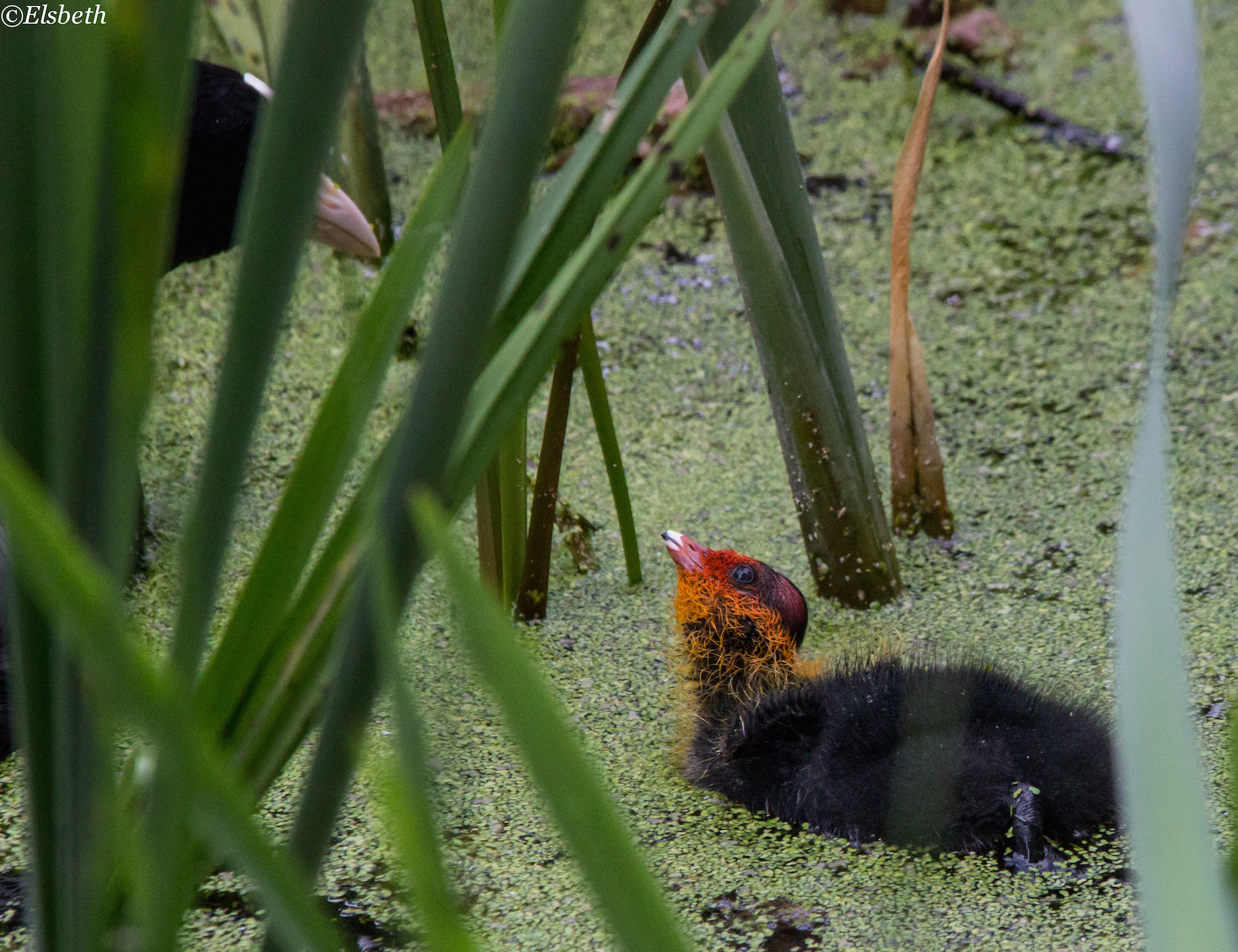 mammie-ik-heb-honger