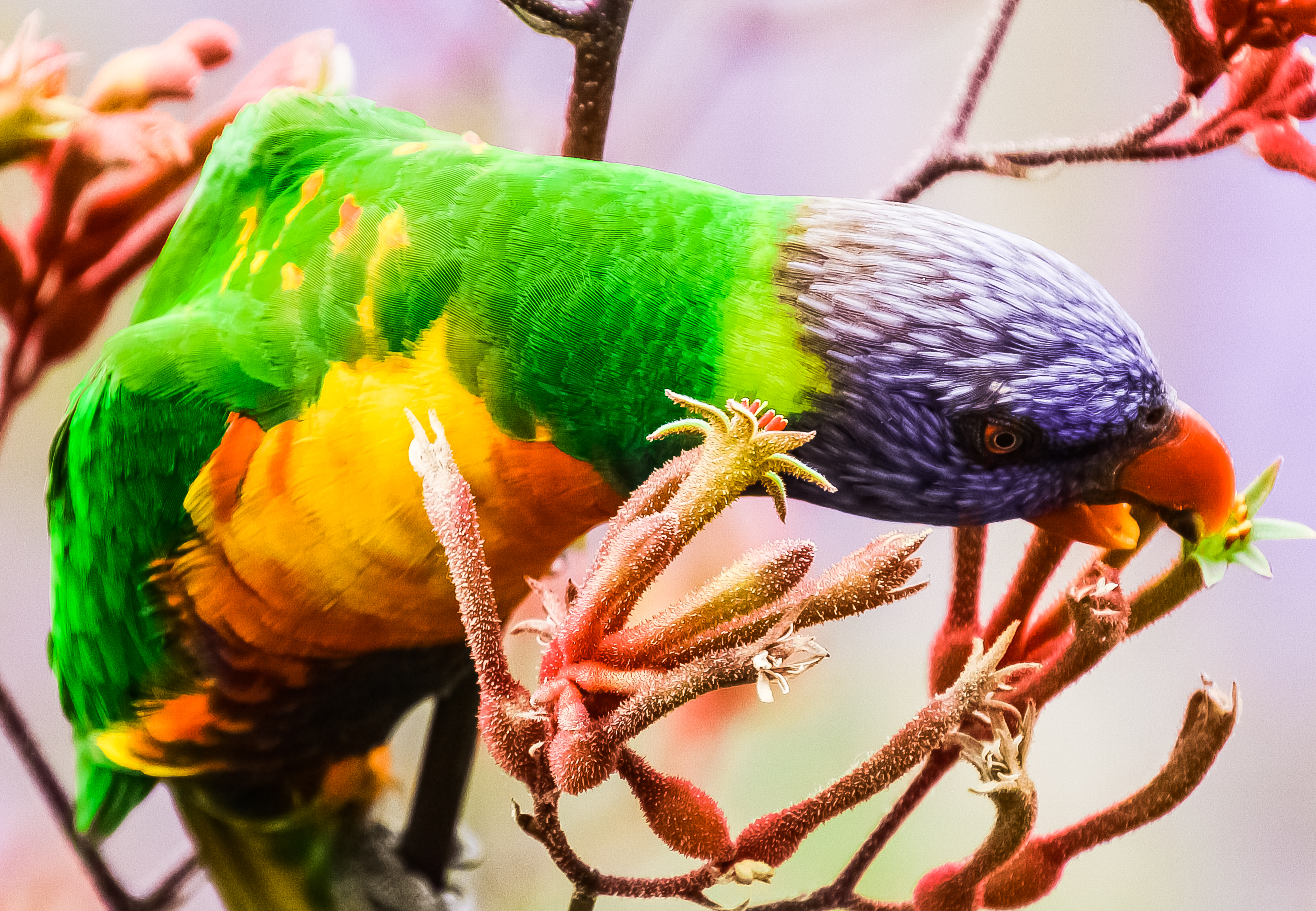 wildlife-australia-sydney-harbour
