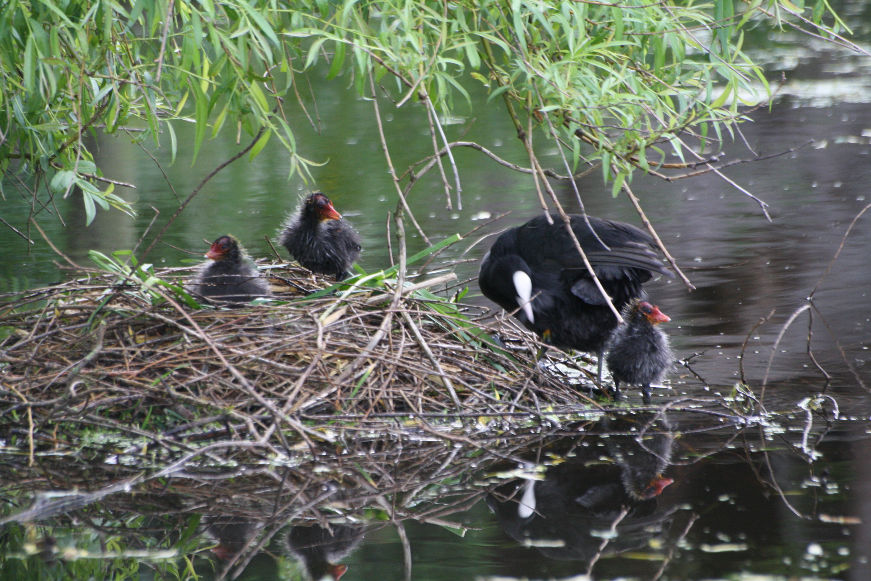 meerkoet-met-3-jongen