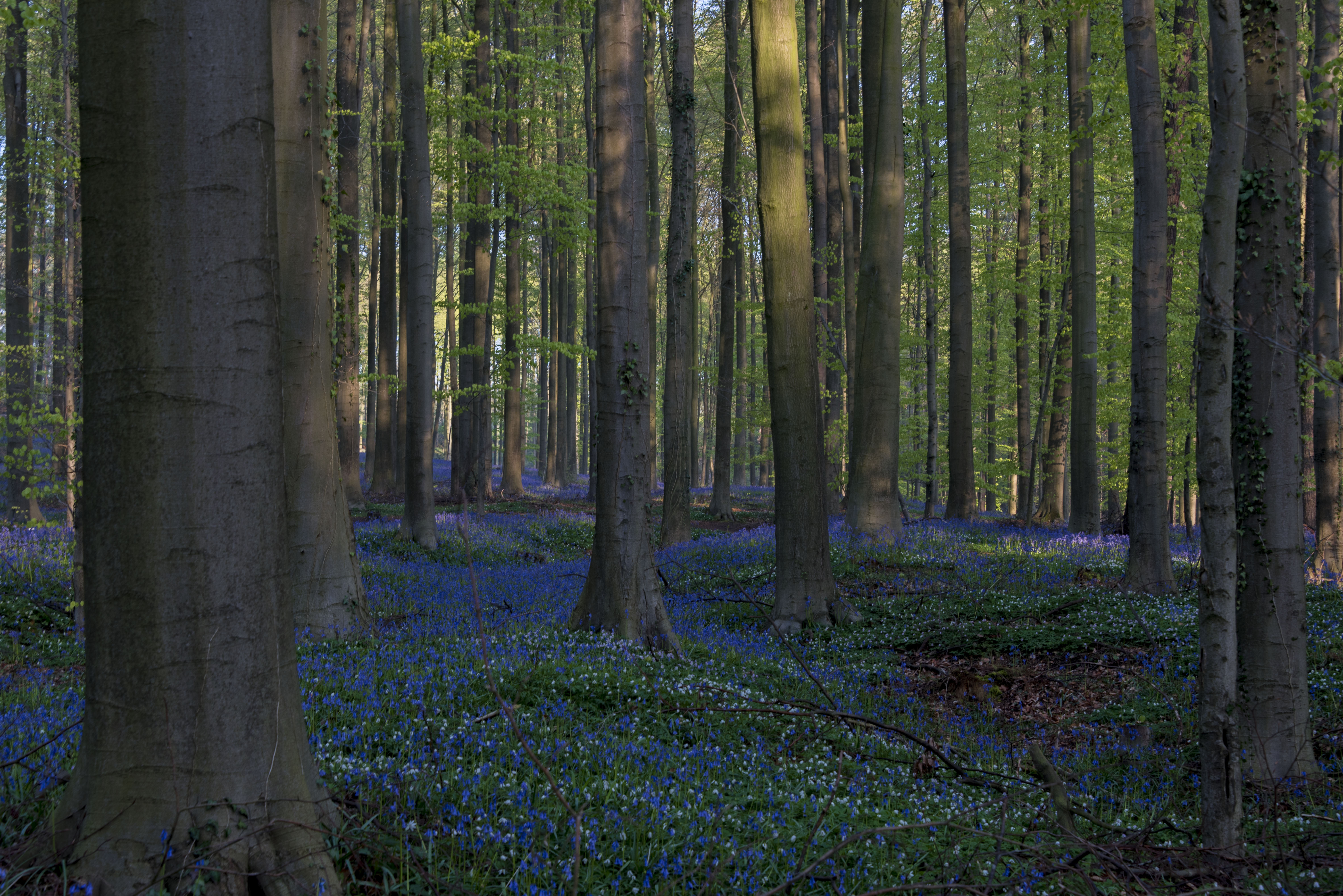 hallerbos-bij-zonsopkomst