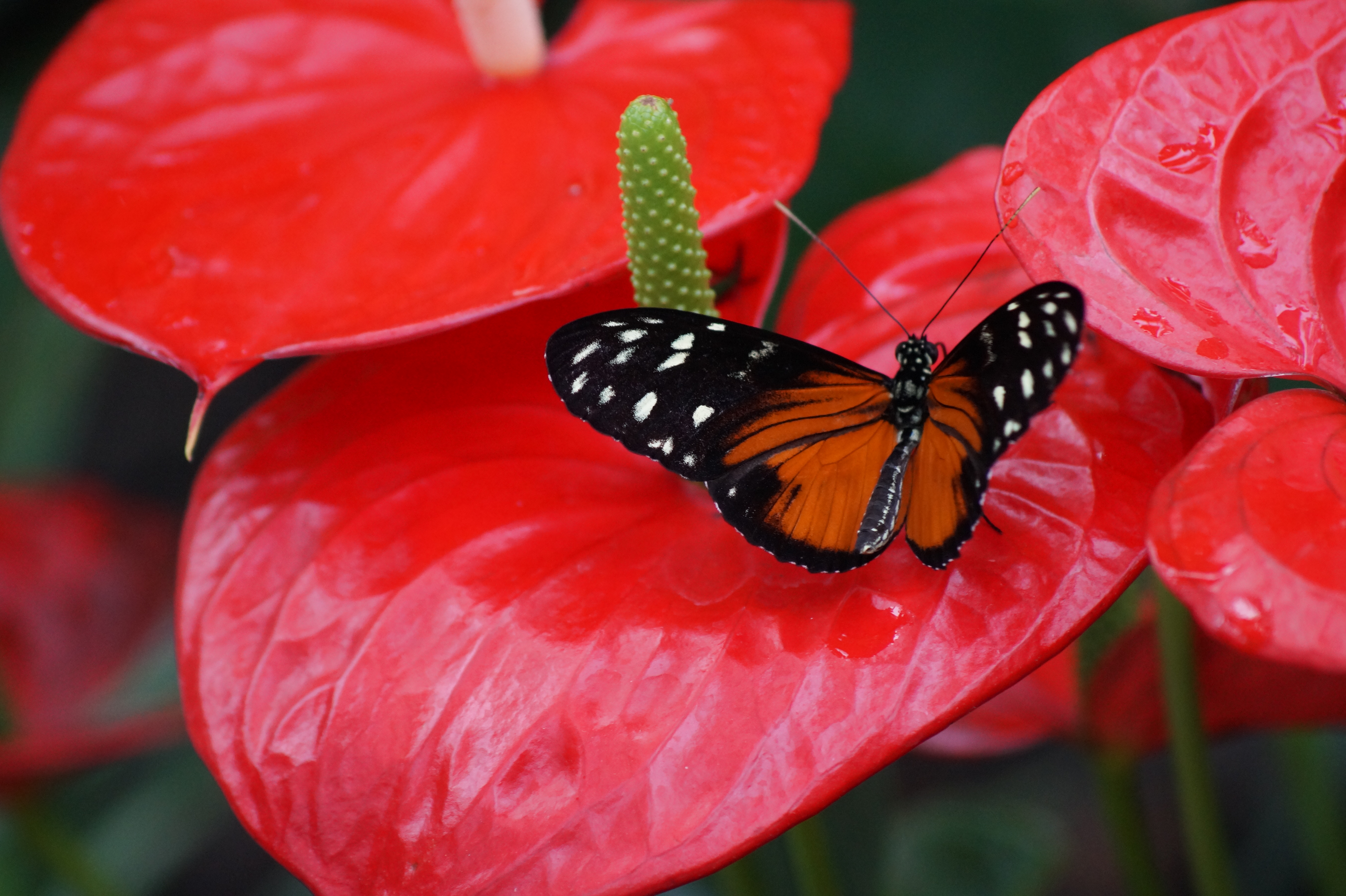 butterfly-red-flower