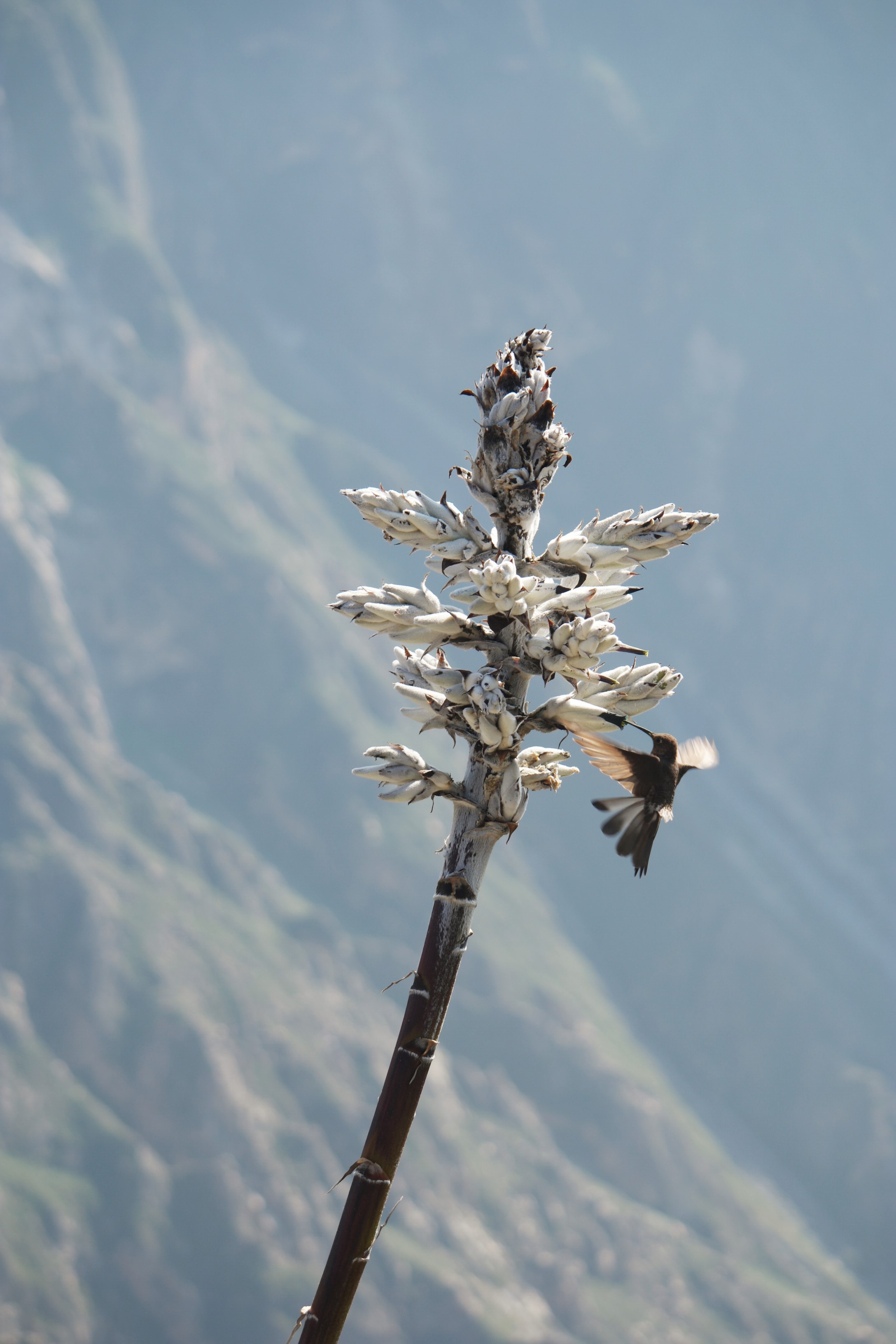 hongerige-kolibrie-in-de-colca-canyon