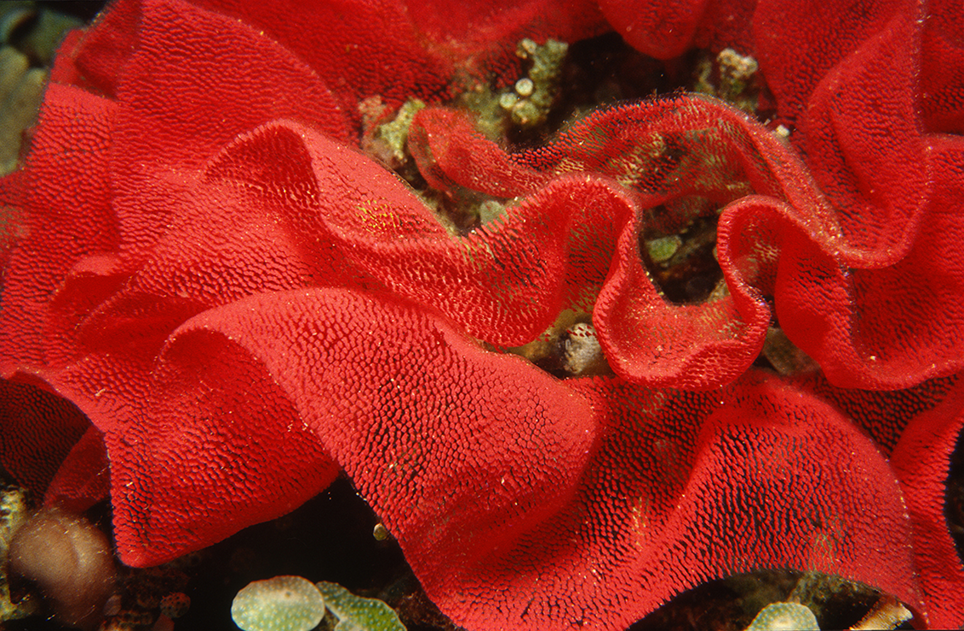 eierlegsel-van-een-slak