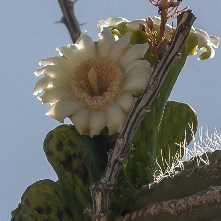 cactus-is-bloom