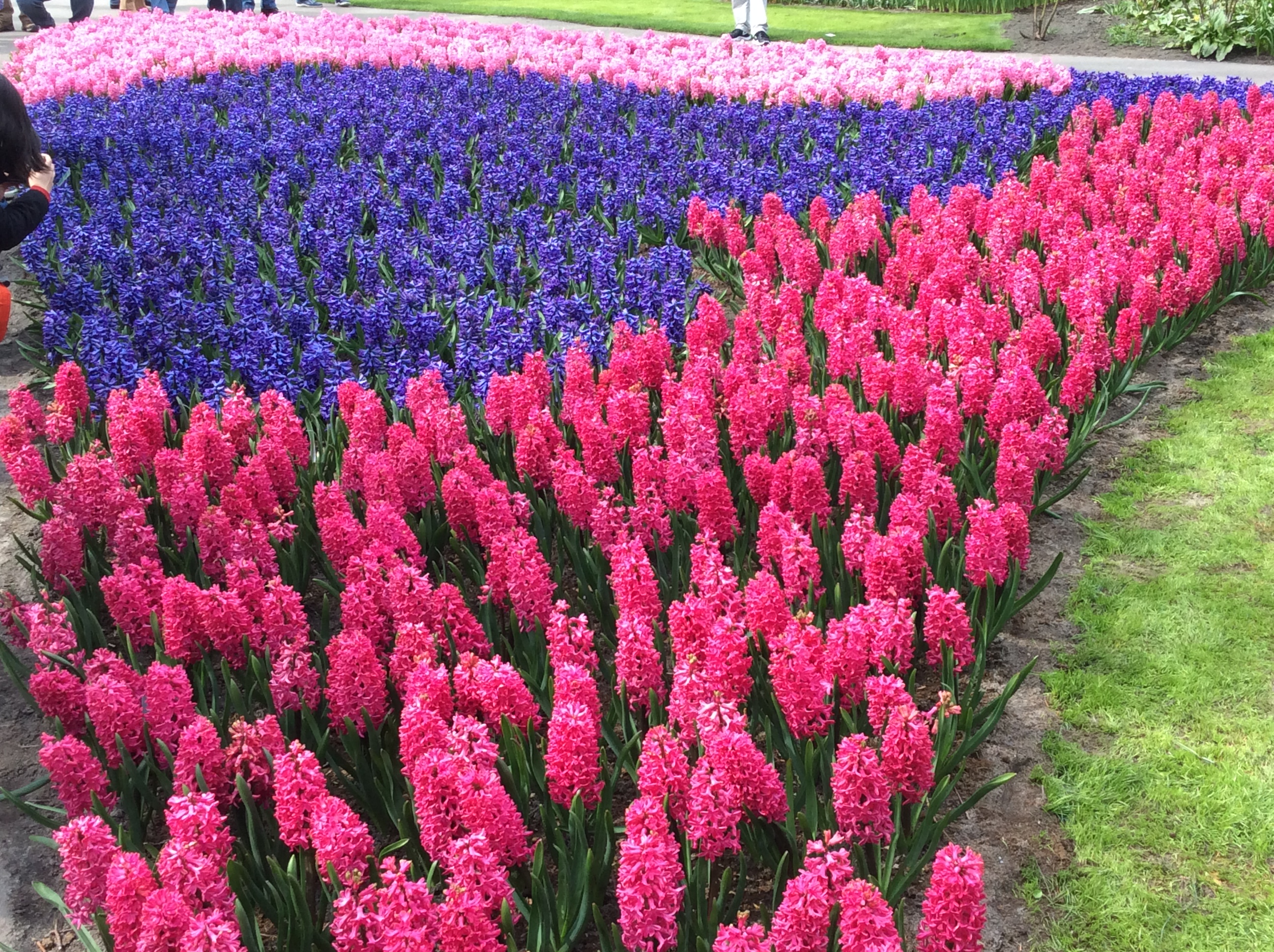 bezoek-aan-keukenhof