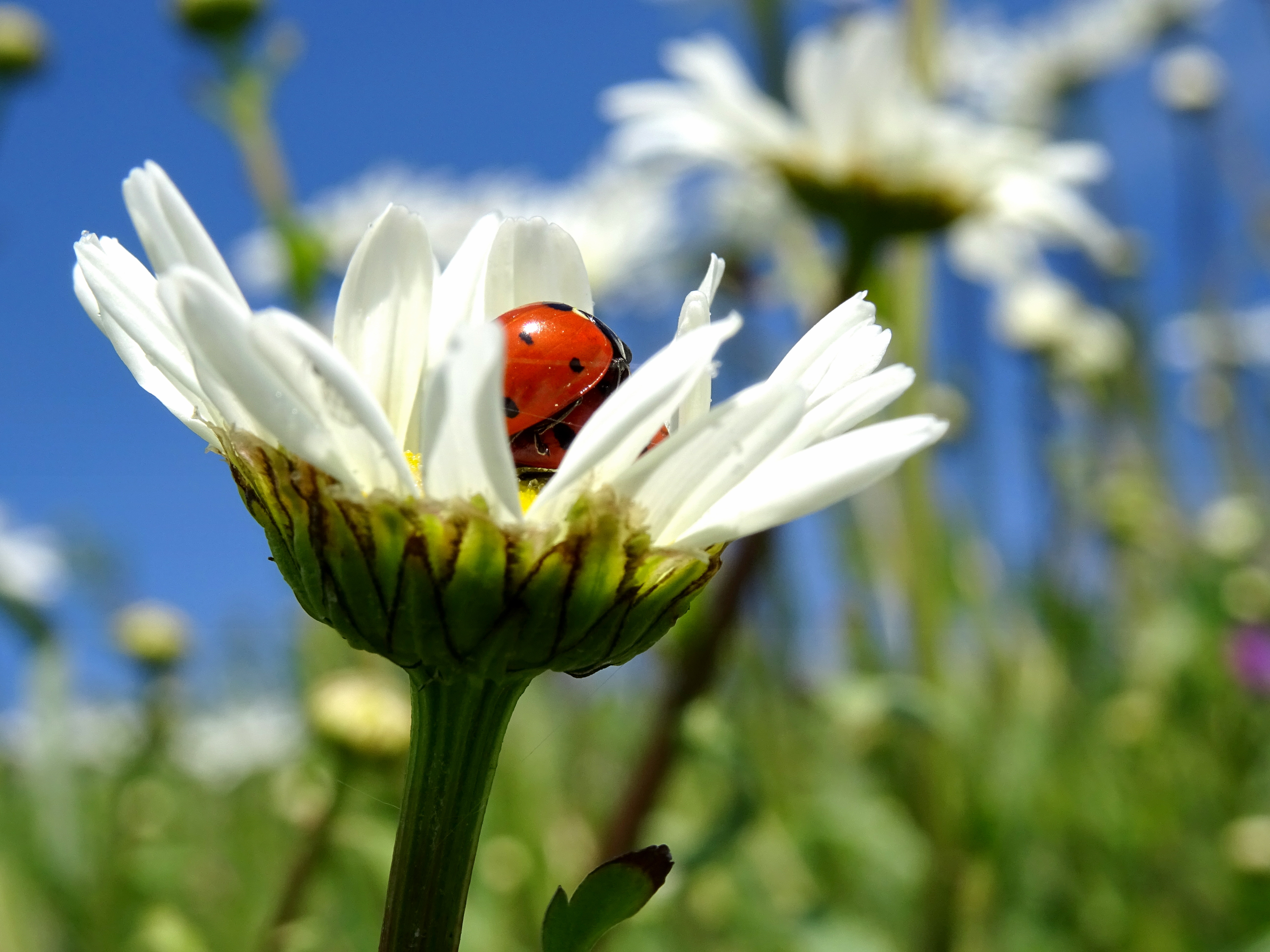 love-is-in-the-air-4