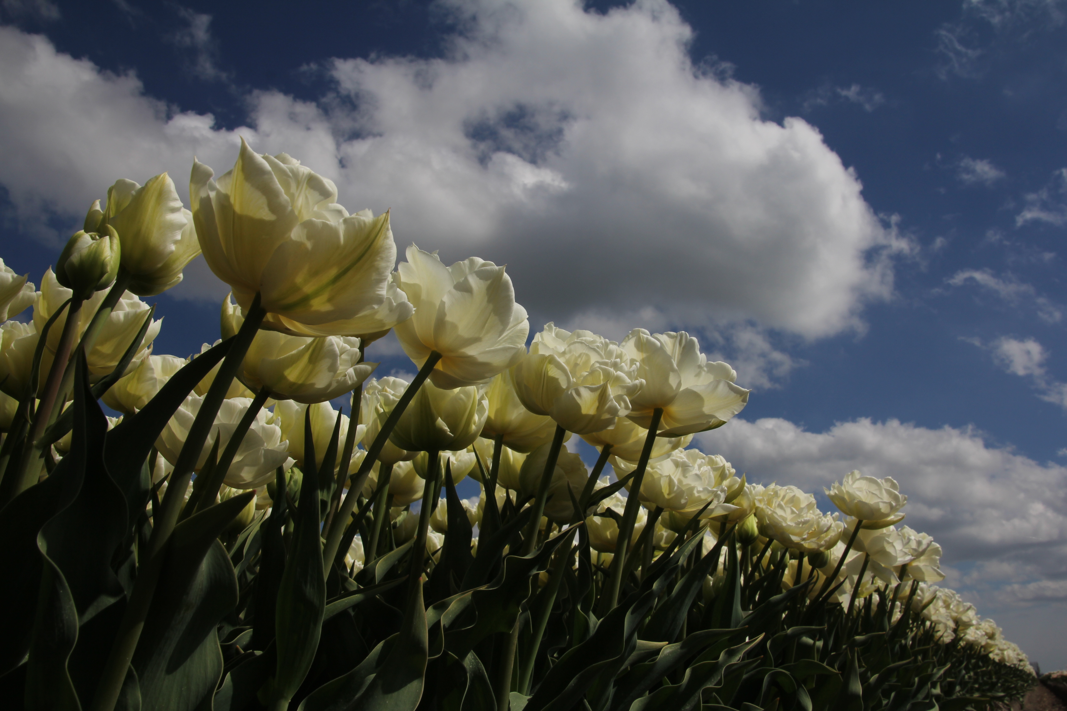 hollandse-lente-lucht