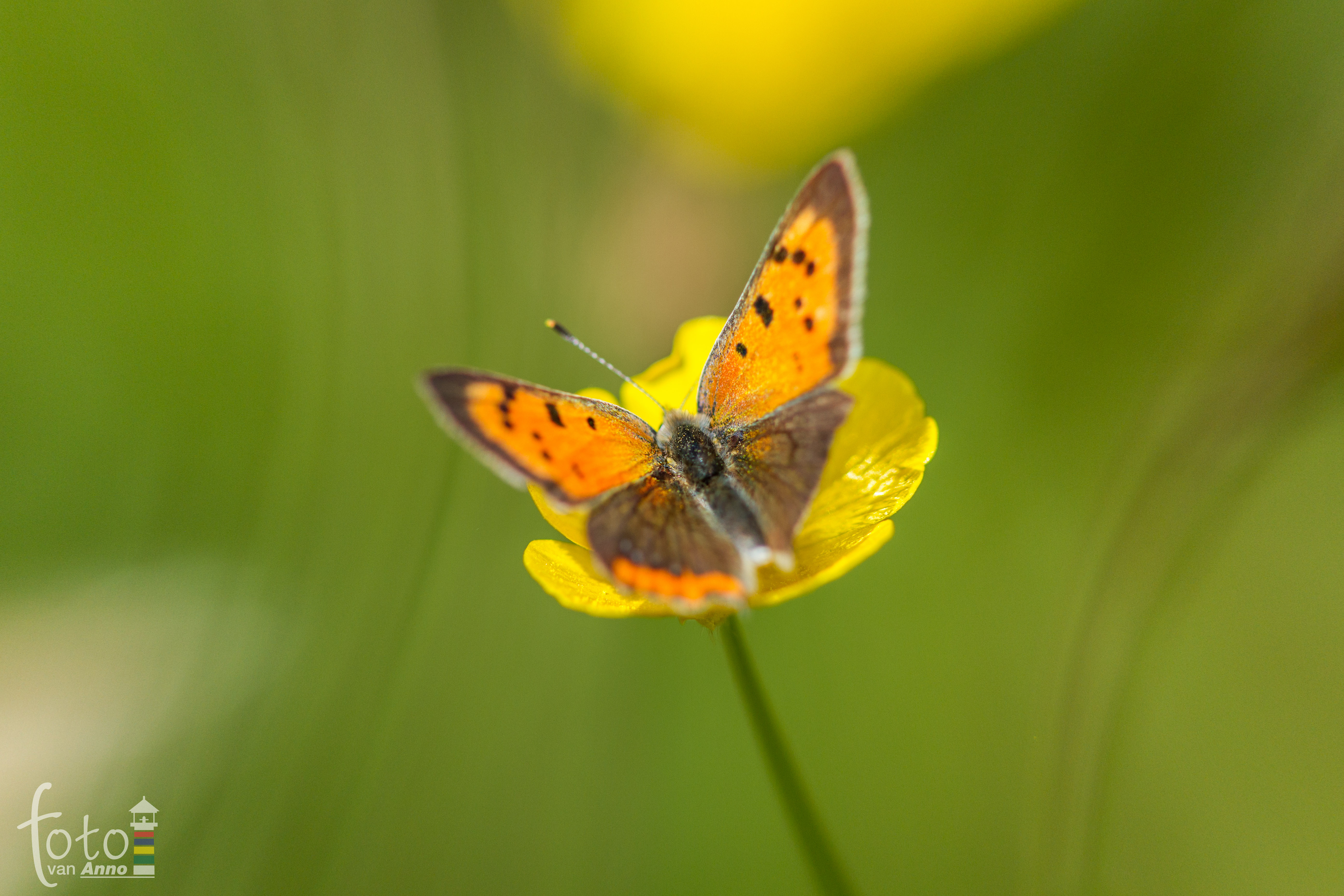 kleine-vuurvlinder-8