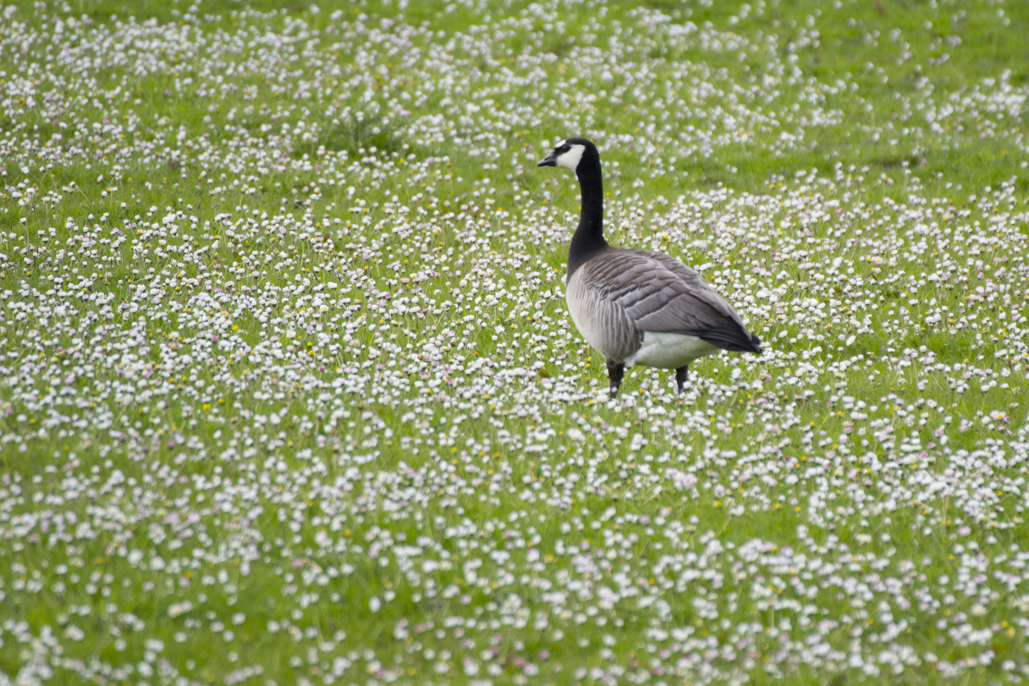 gans-in-bloeiende-weide