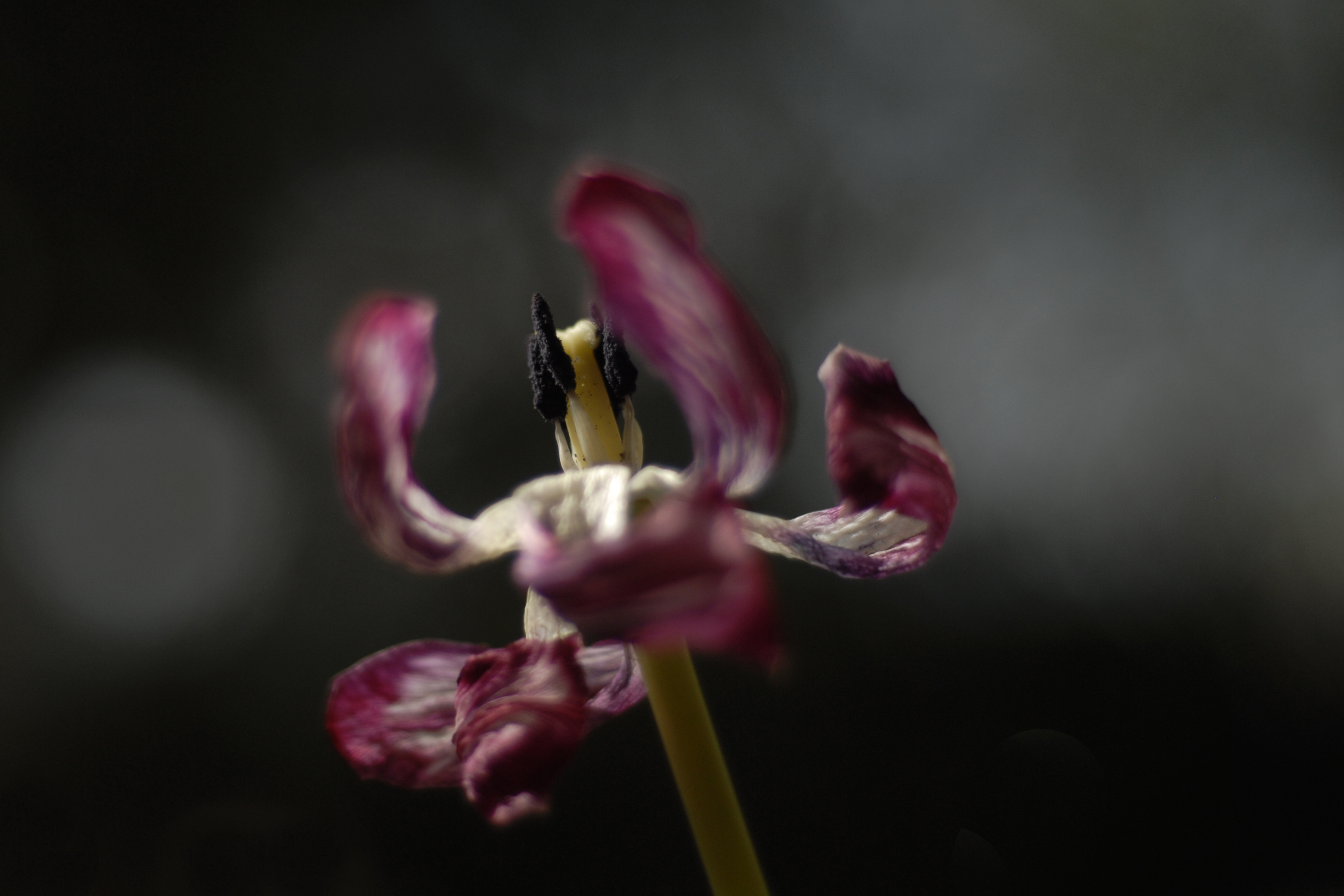 uitgebloeide-schoonheid