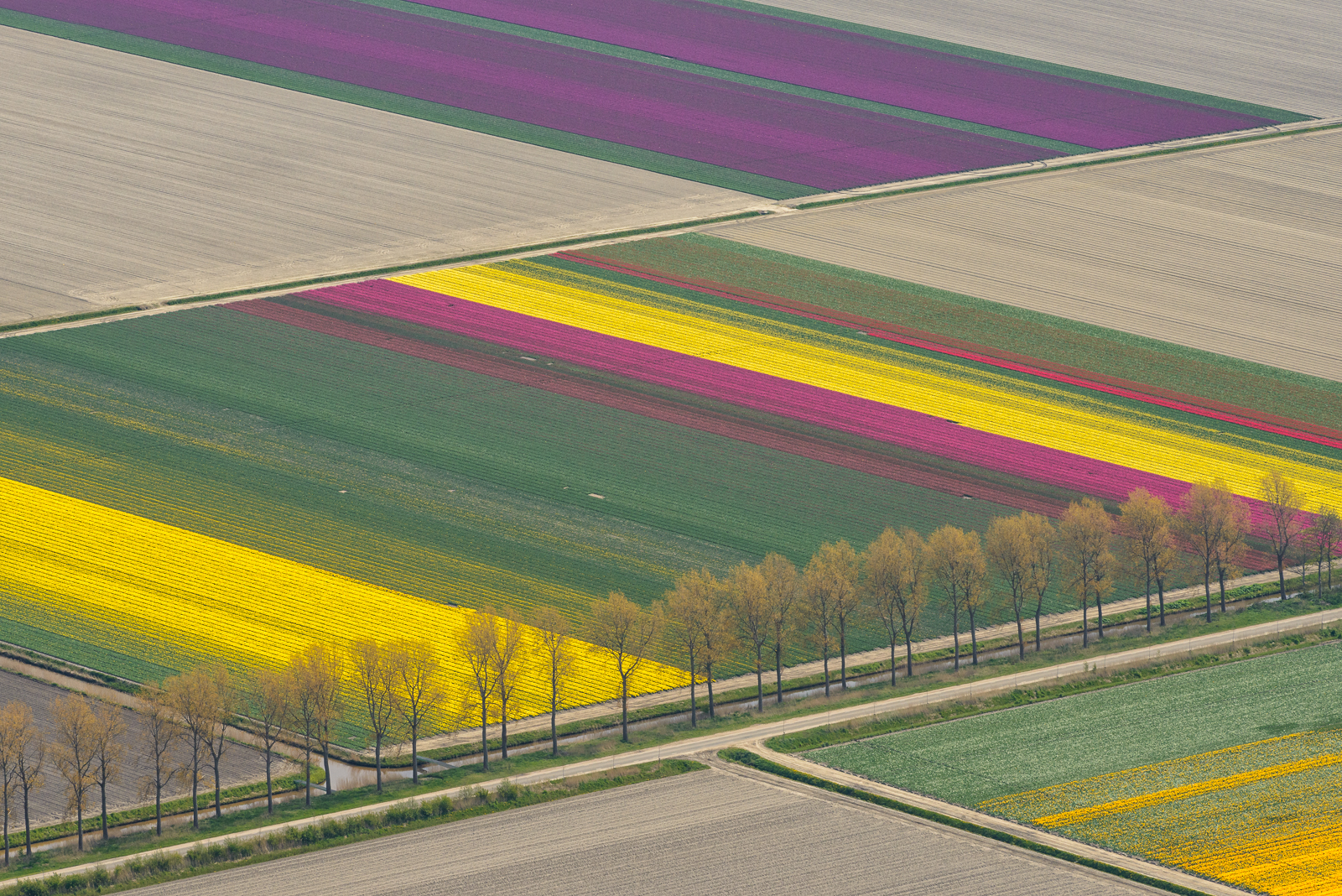 tulpenvelden-vanuit-de-lucht