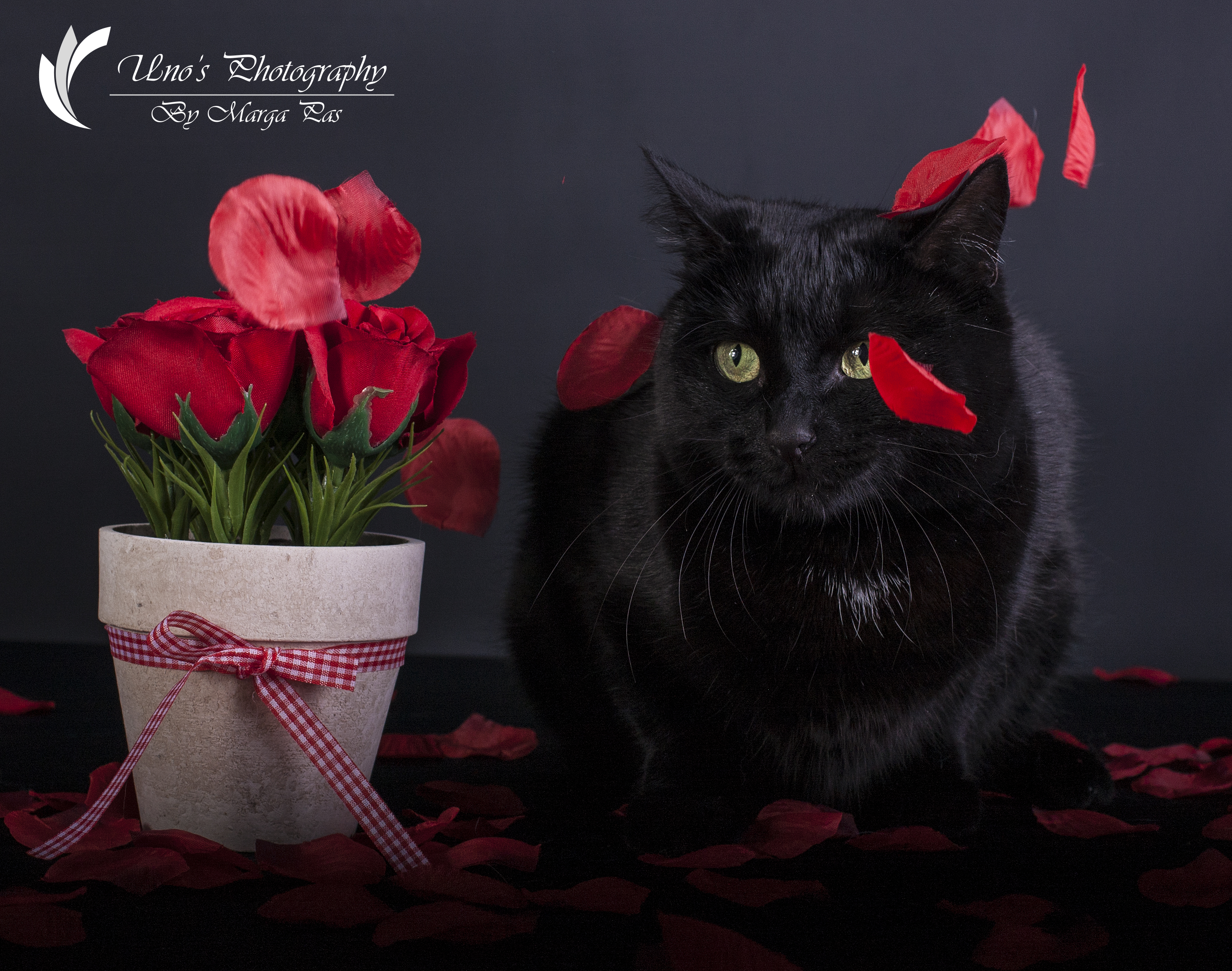 an-ordinary-cat-with-roses