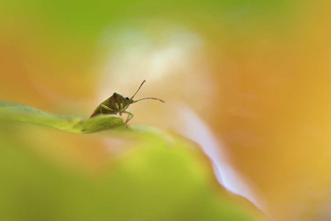 kleurig-op-de-uitkijk