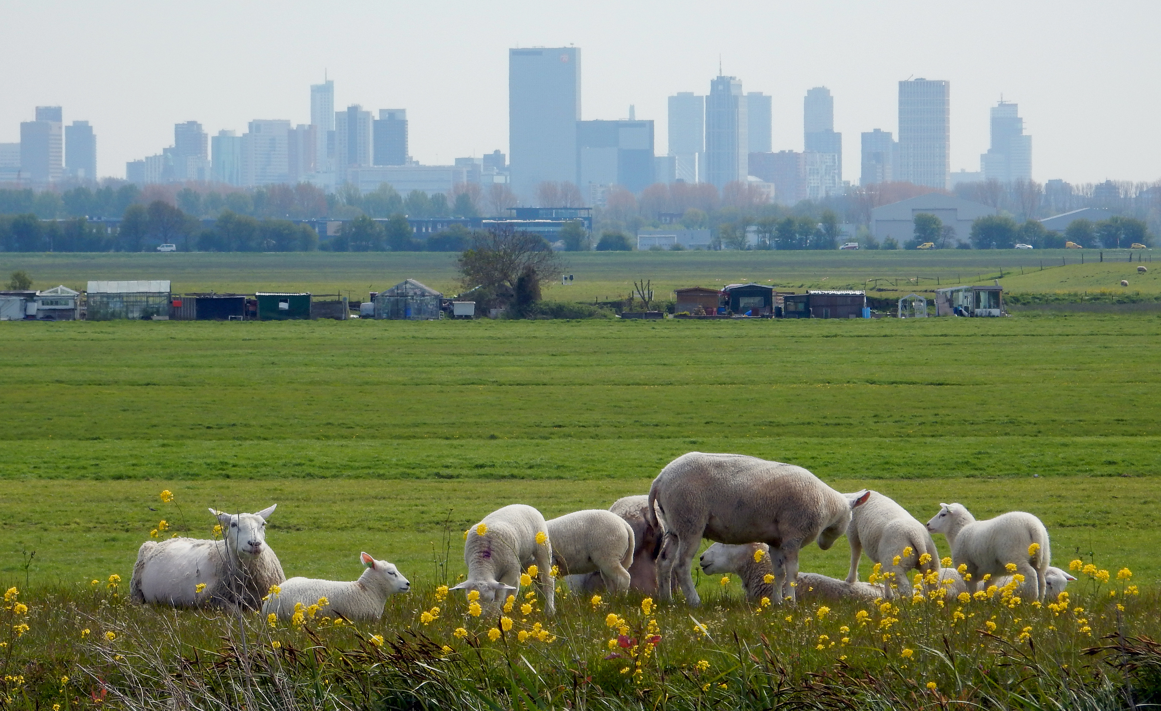 de-skyline-van-rotterdam-vanuit-de-polder
