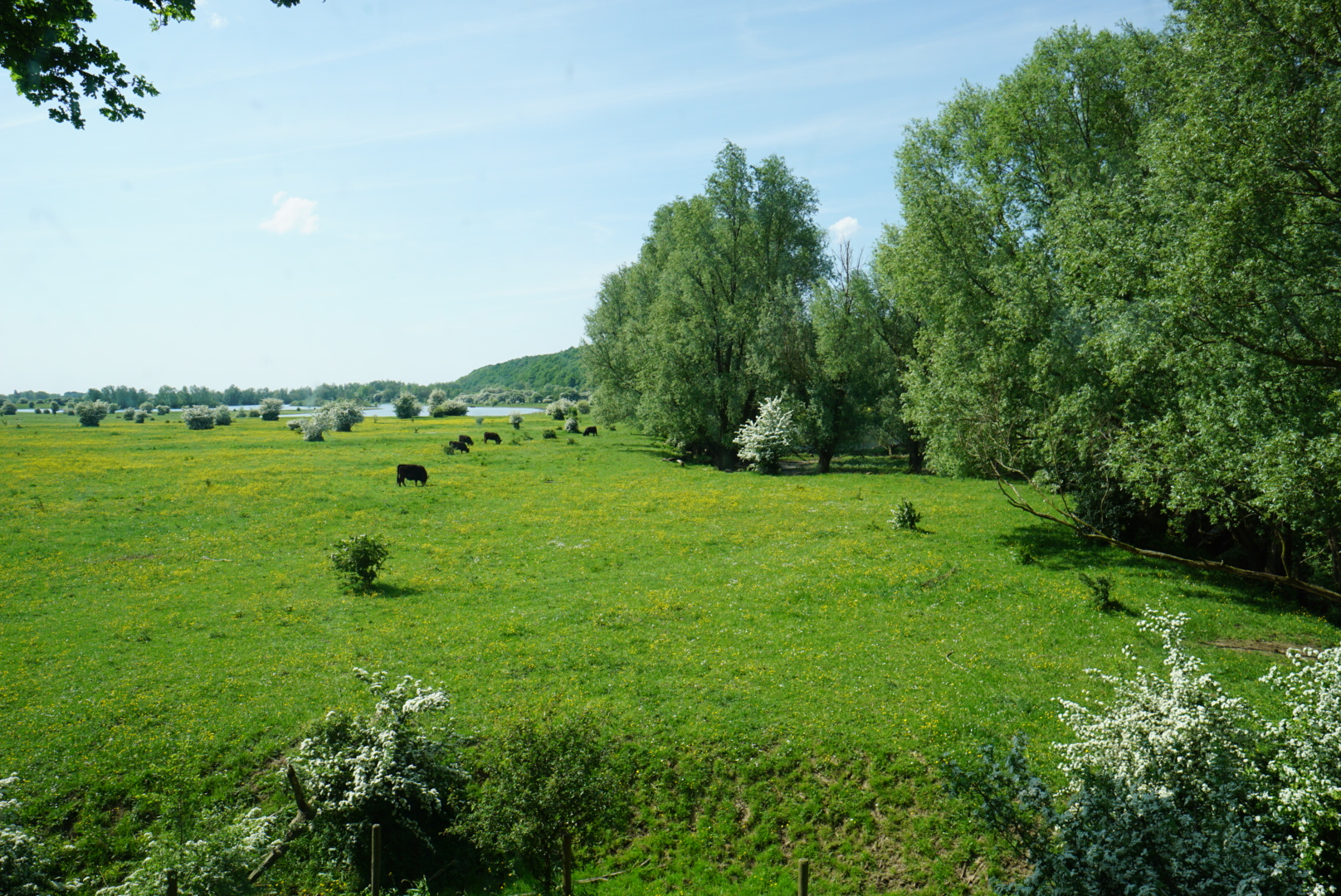 grazende-runderen-in-uiterwaard