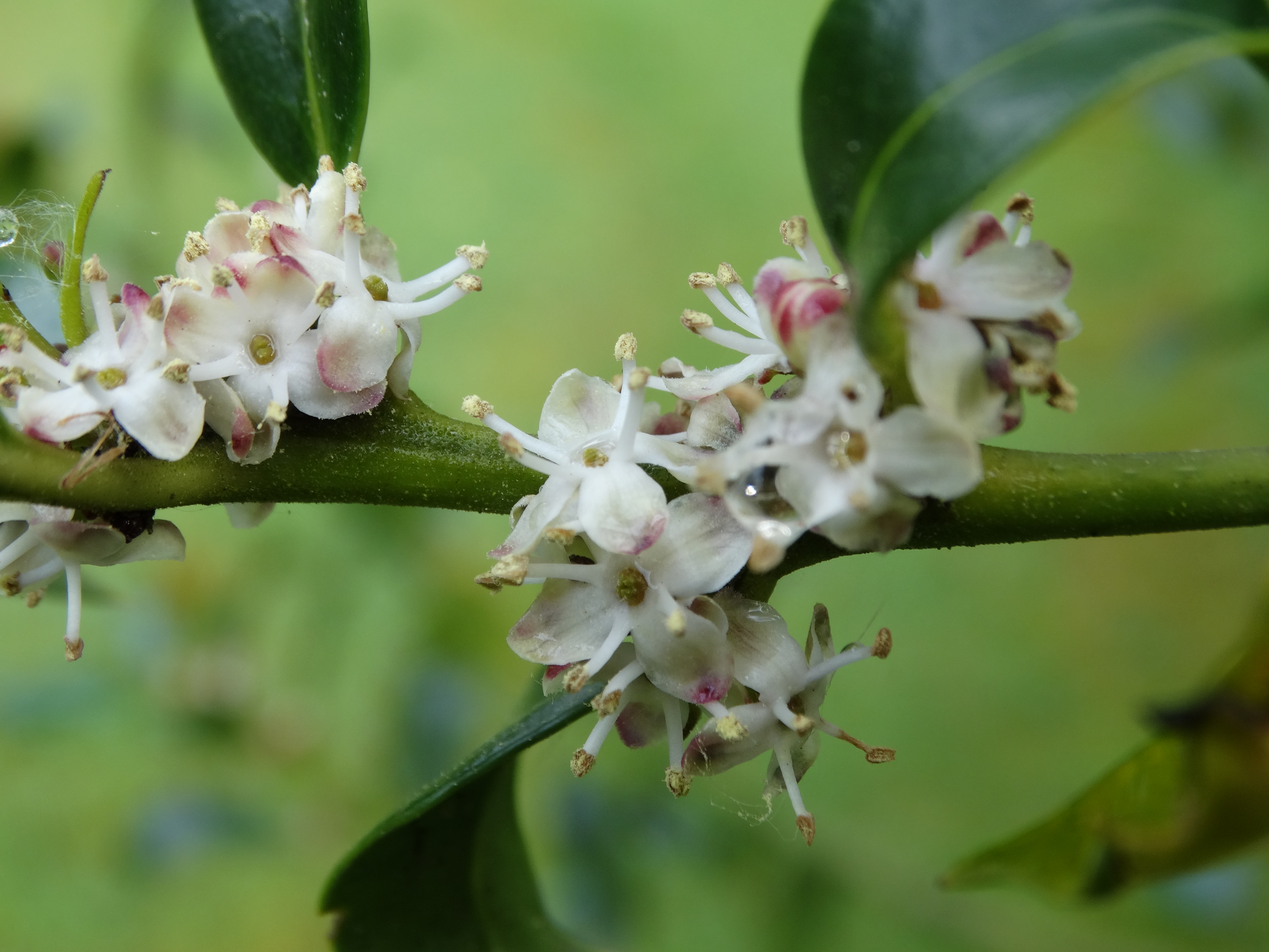 bloemetjes-van-de-hulst