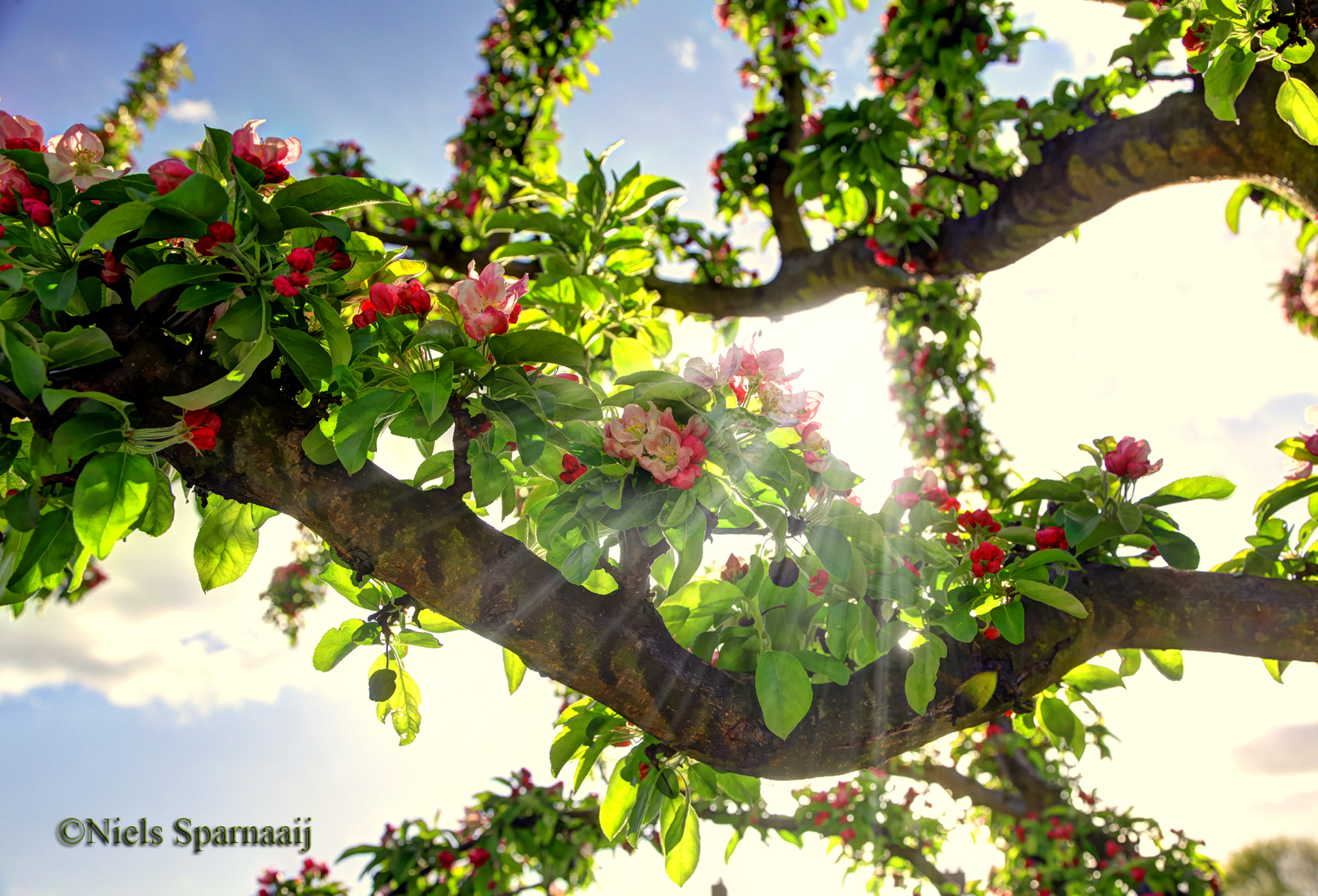 eens-zal-de-betuwe-weer-in-bloei-staan