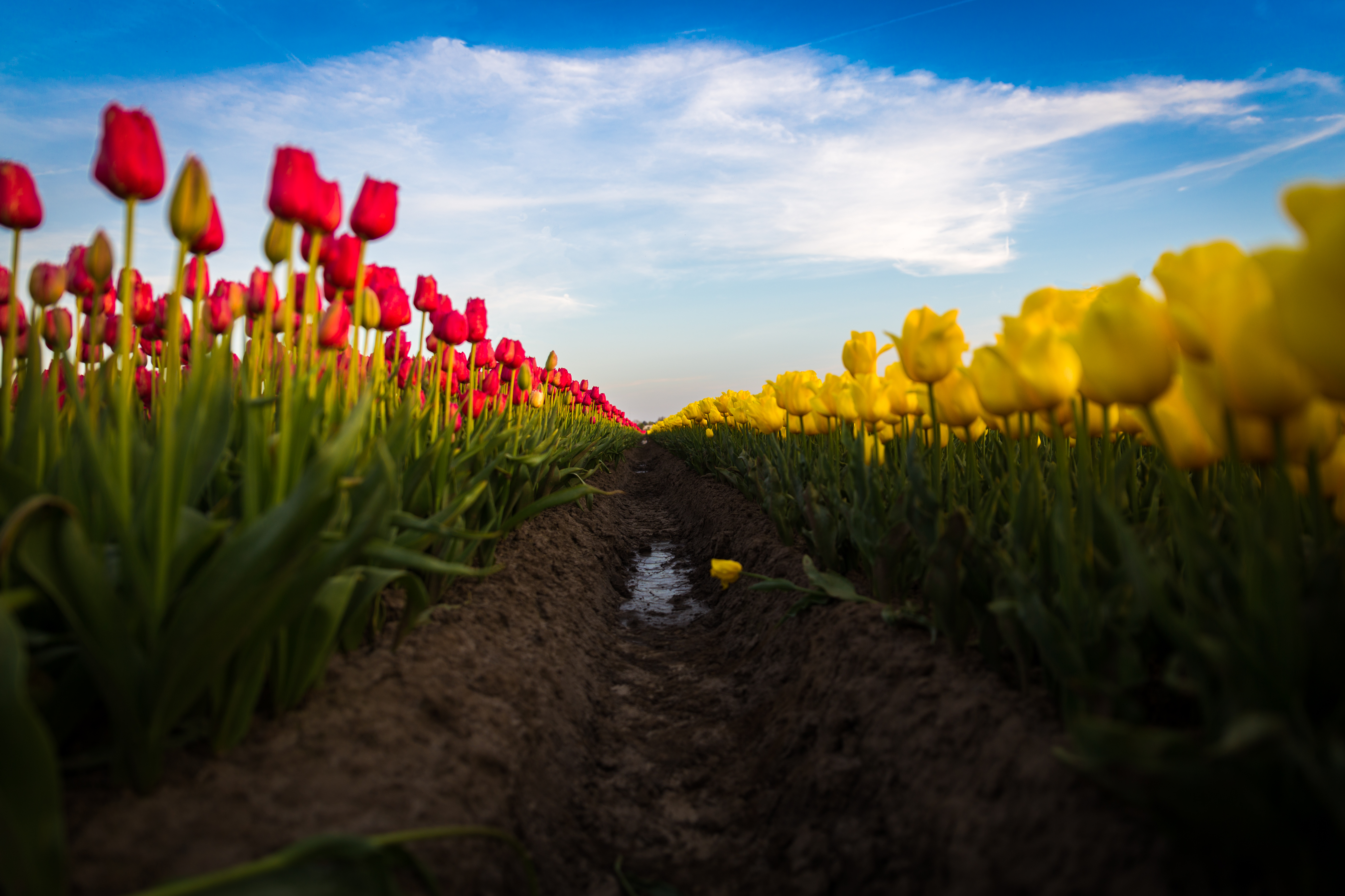flowerpower-during-sunset