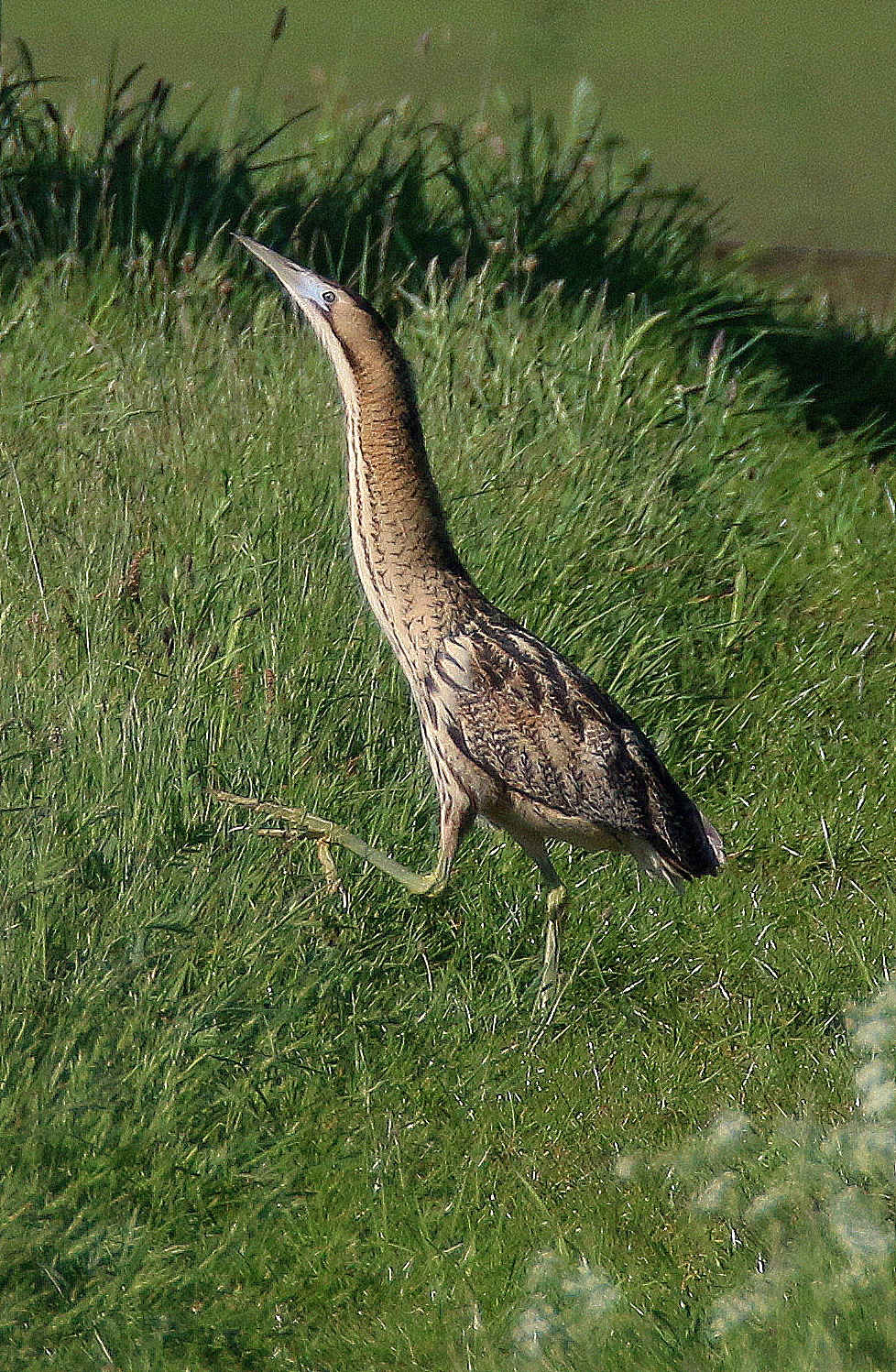 roerdomp-roept-om-te-parendat-is-voorjaar