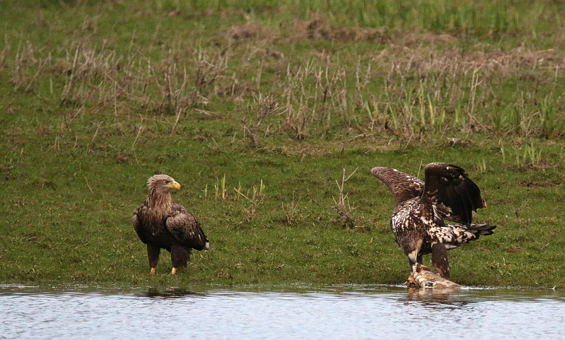 zeearenden-aan-de-ijssel-2