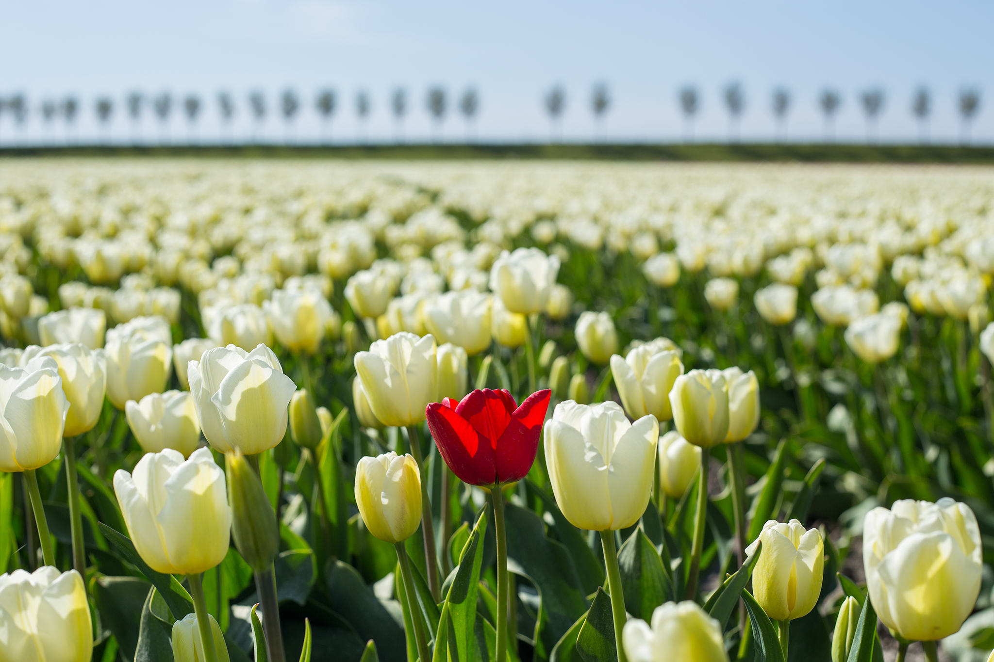 tulpenveld-beemster-0
