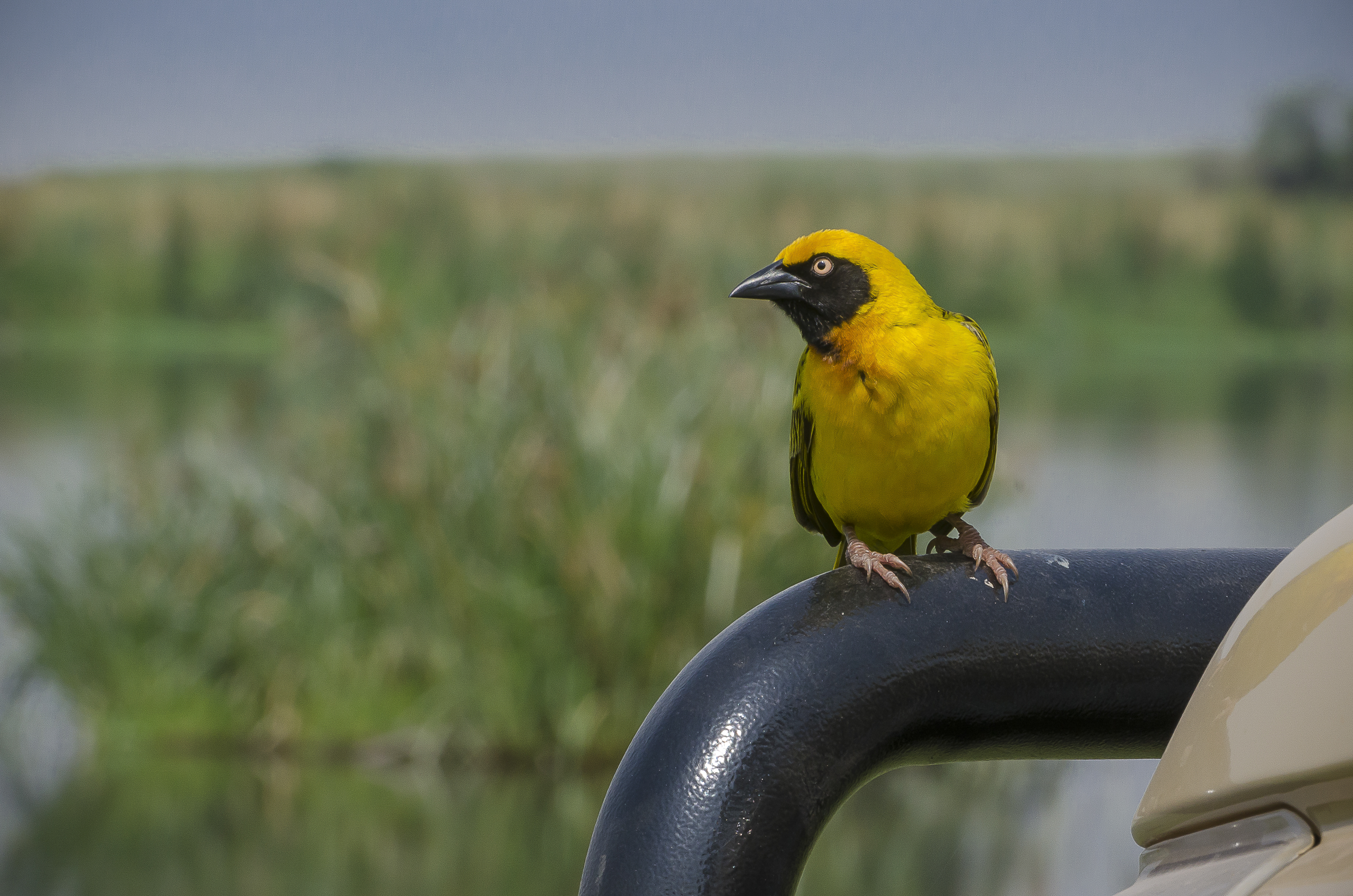 yellow-bird-1