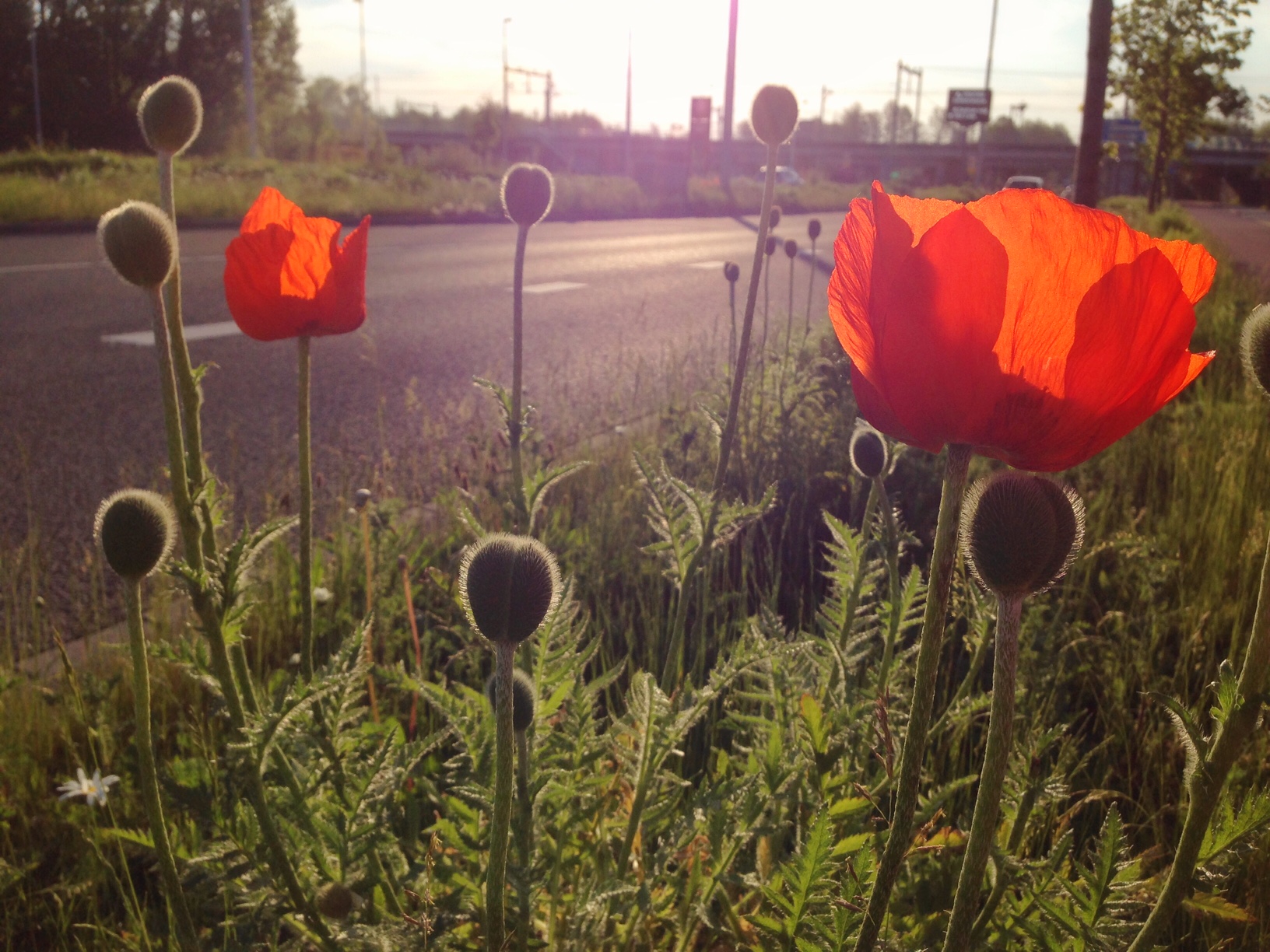 zomaar-in-een-berm-midden-in-de-stad