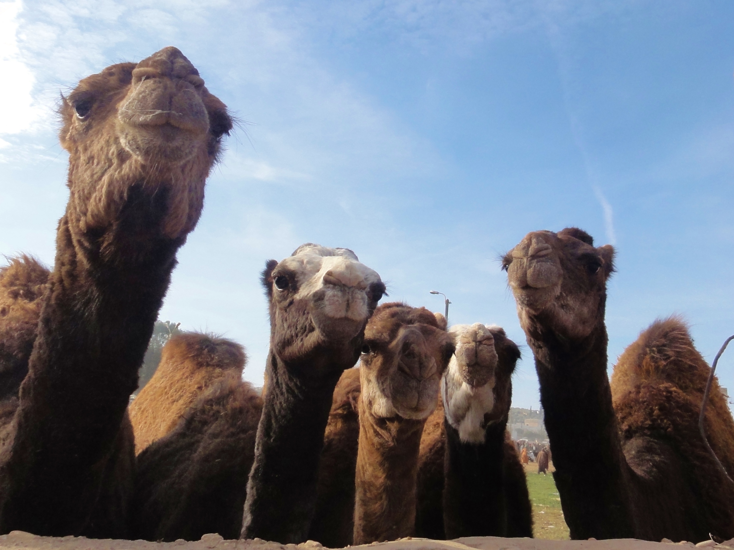 skyline-van-dromedarissen