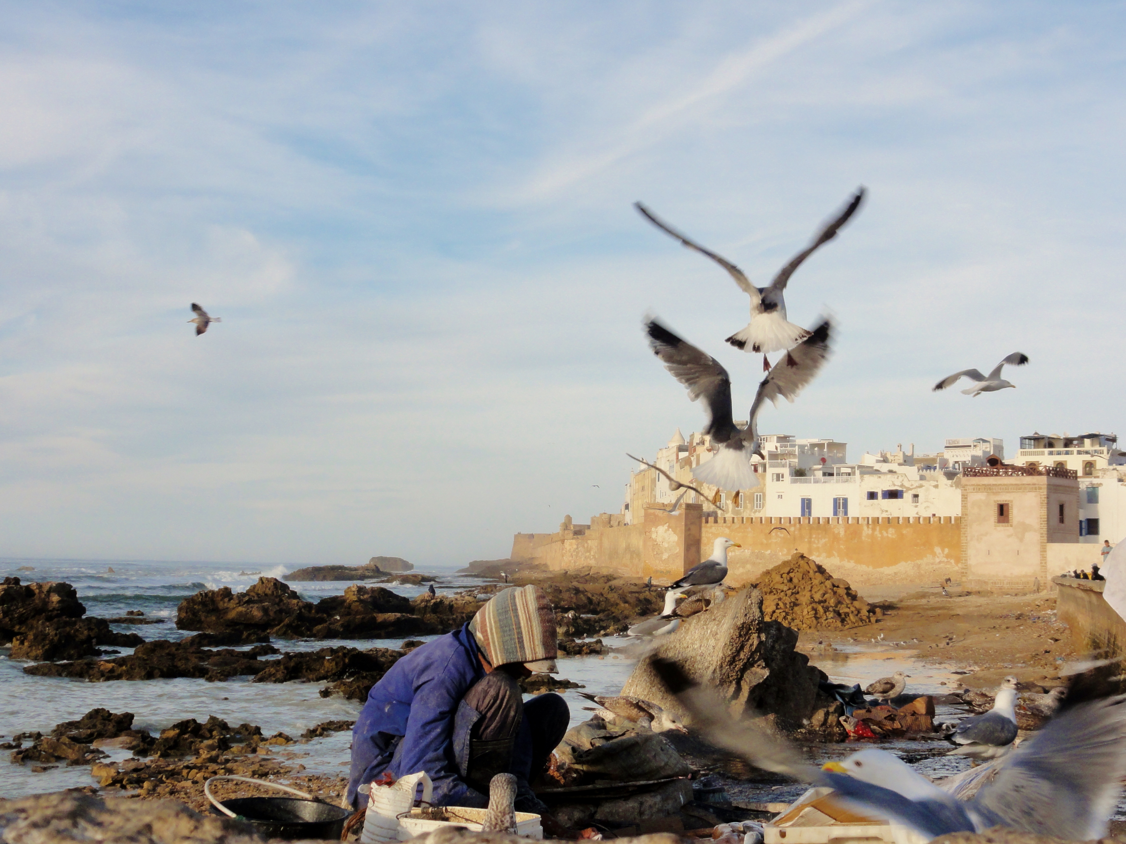 meeuwen-bepalen-skyline-in-essaouira-marokko