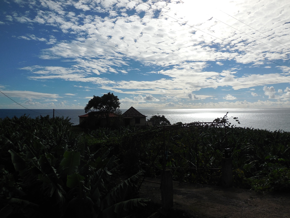 banana-plantation-with-sea-view