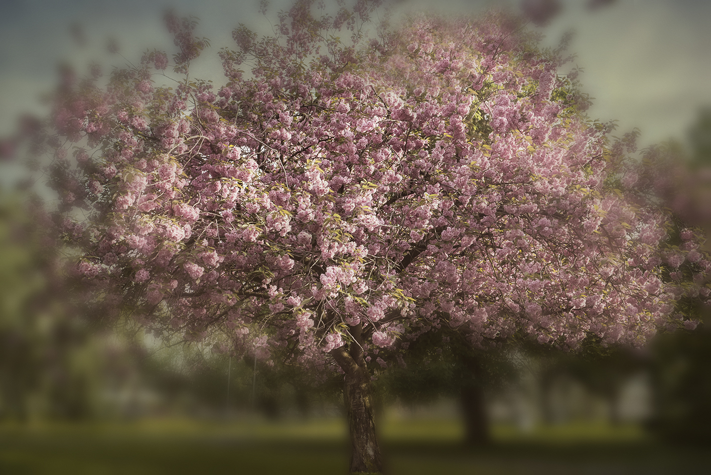 blossom-ll-its-the-season