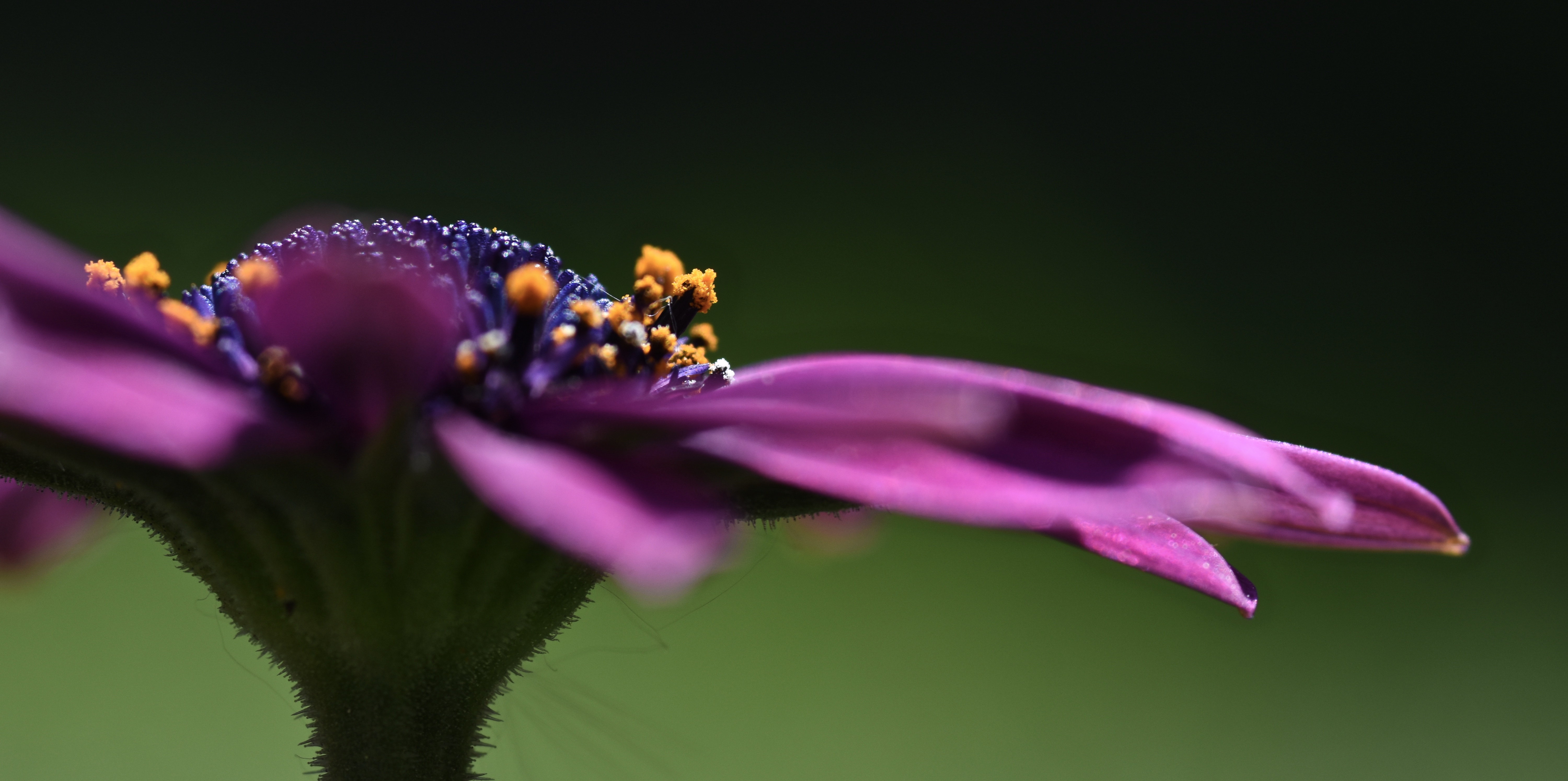 klaar-voor-bestuiving