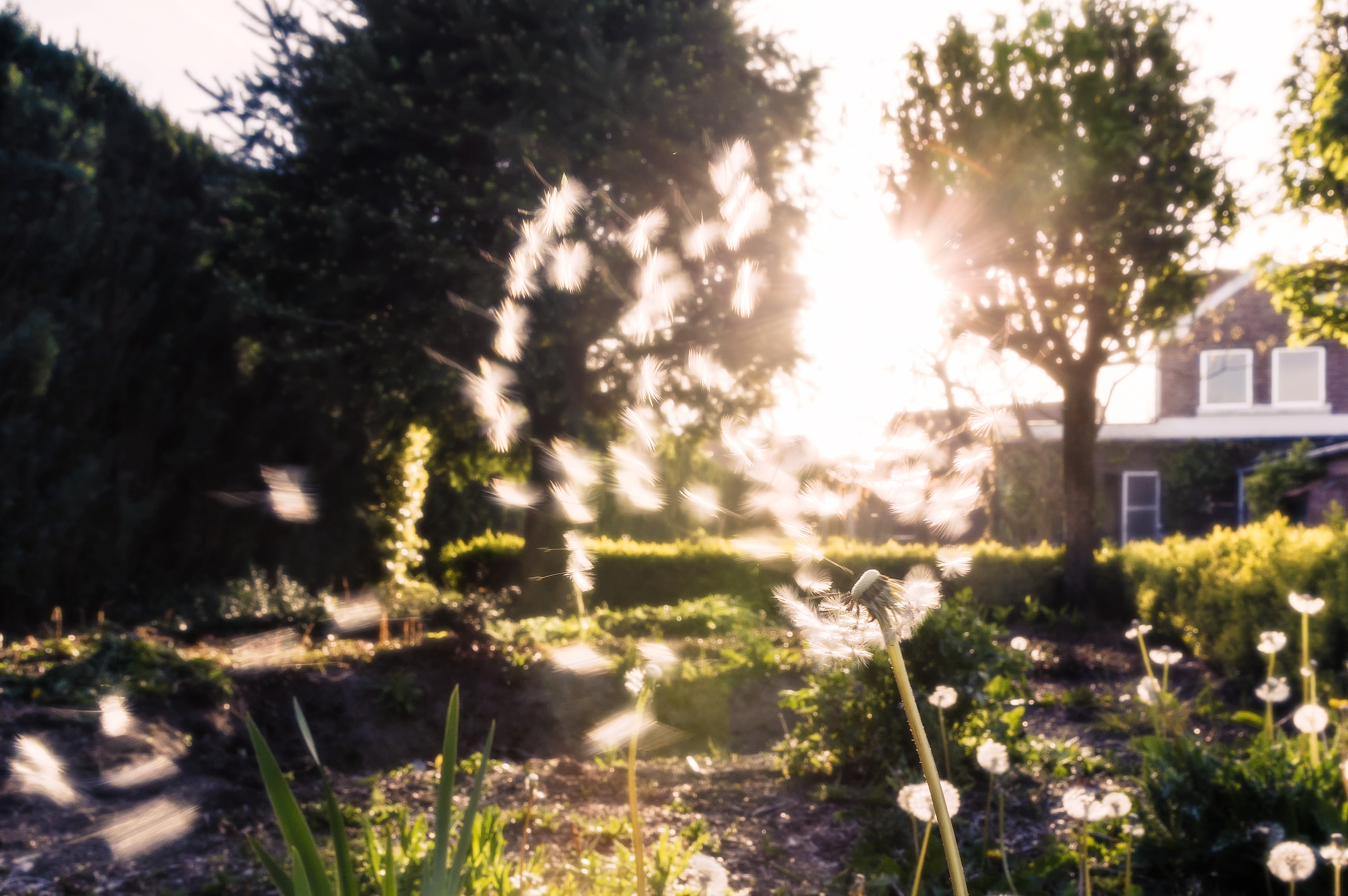 blowing-in-the-wind-2