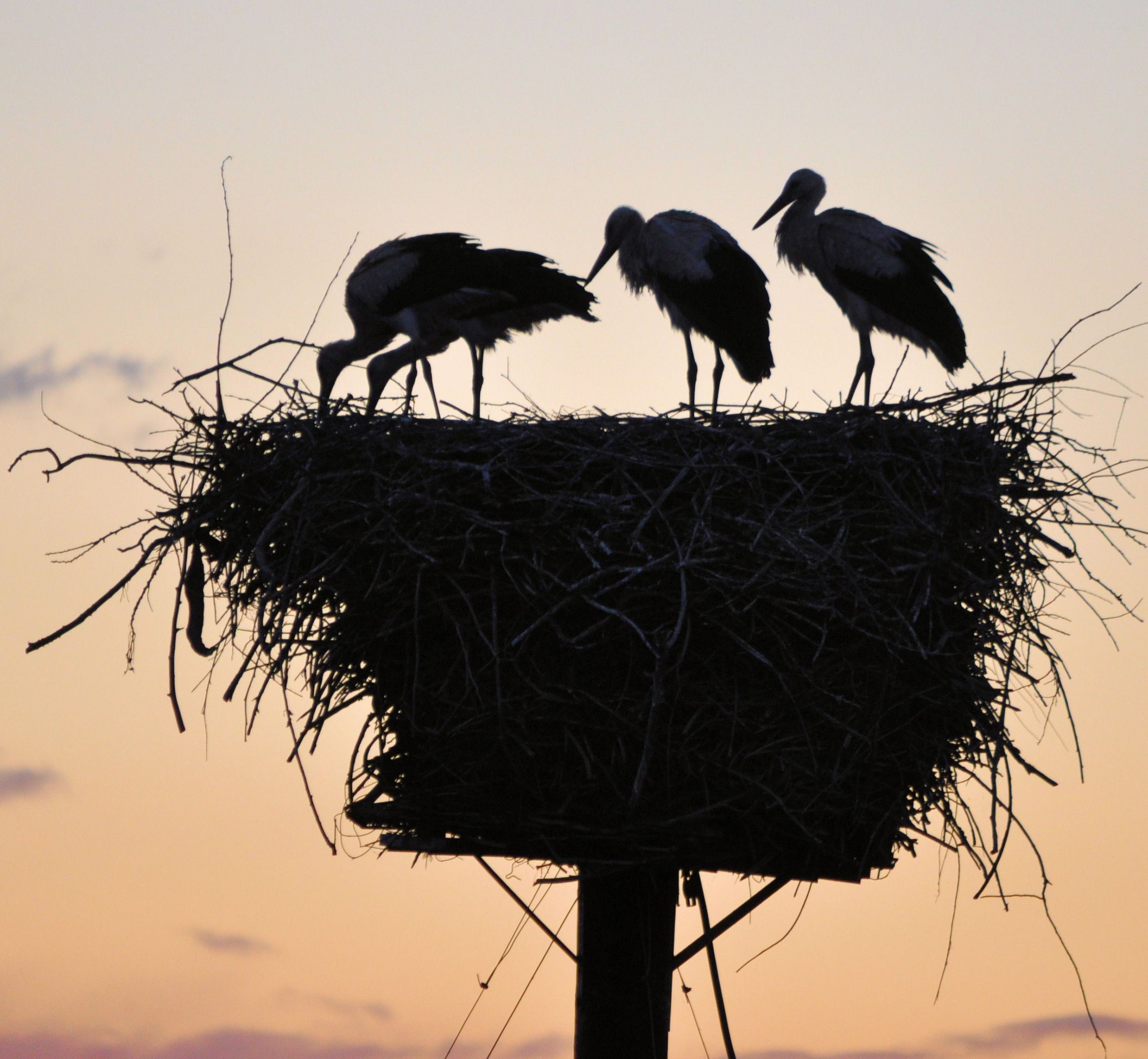 vier-jonge-ooievaars