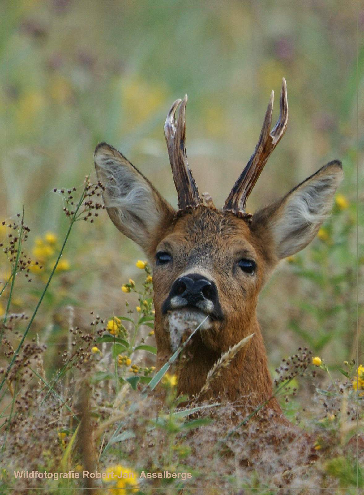 reebok-in-de-bloemetjes-gezet