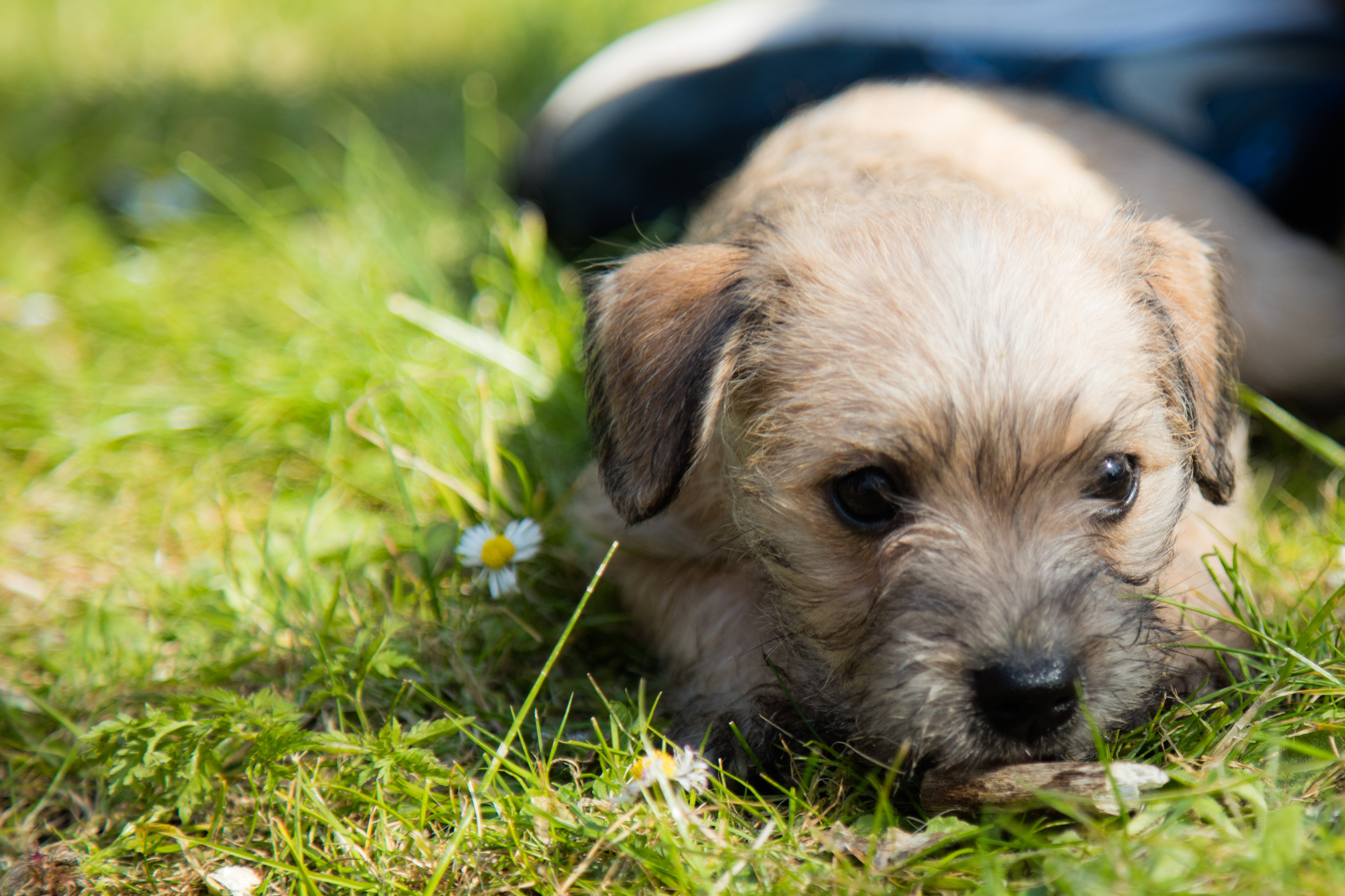 jong-leven-in-het-verse-gras