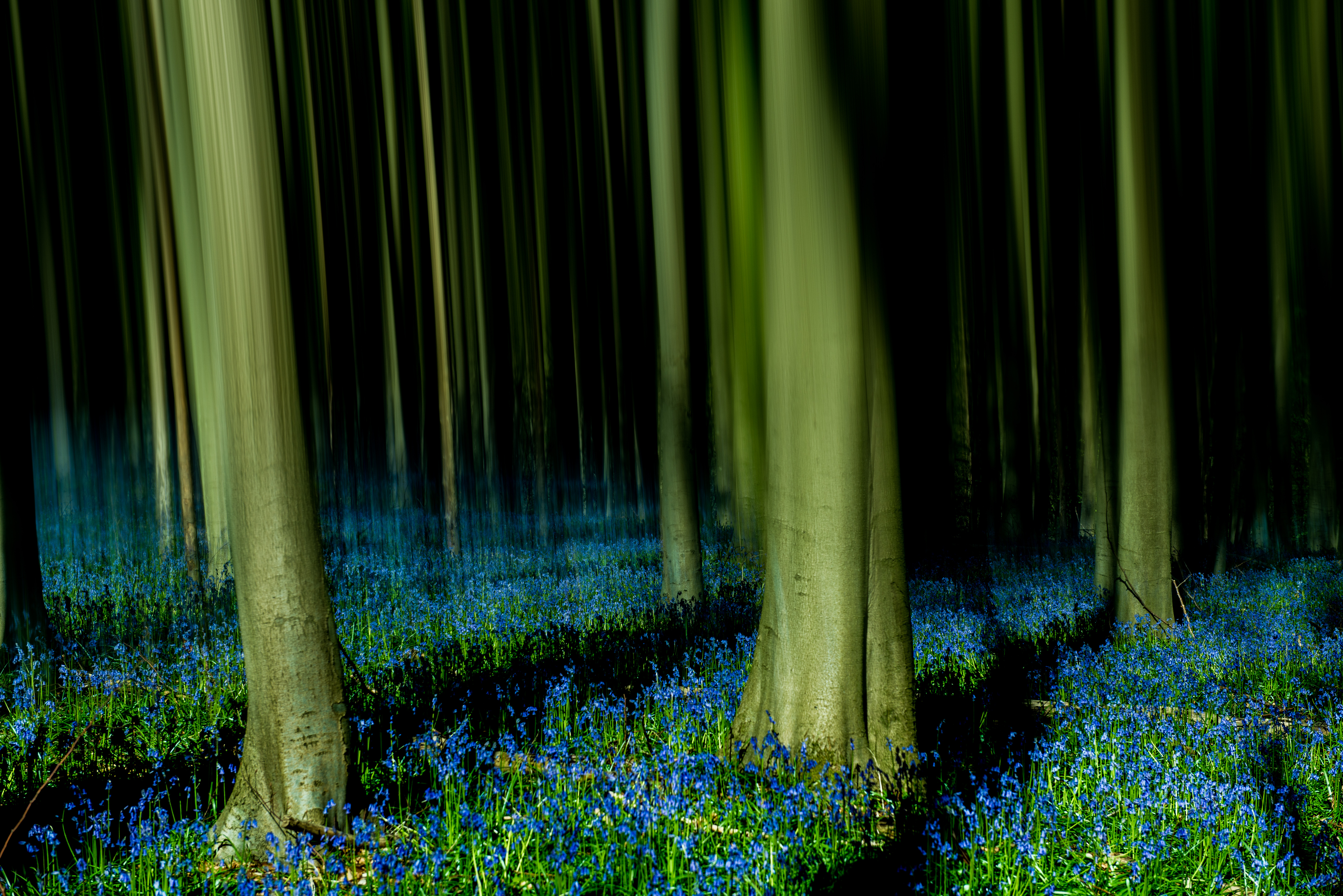 hallerbos-halle-bij-brussel-0