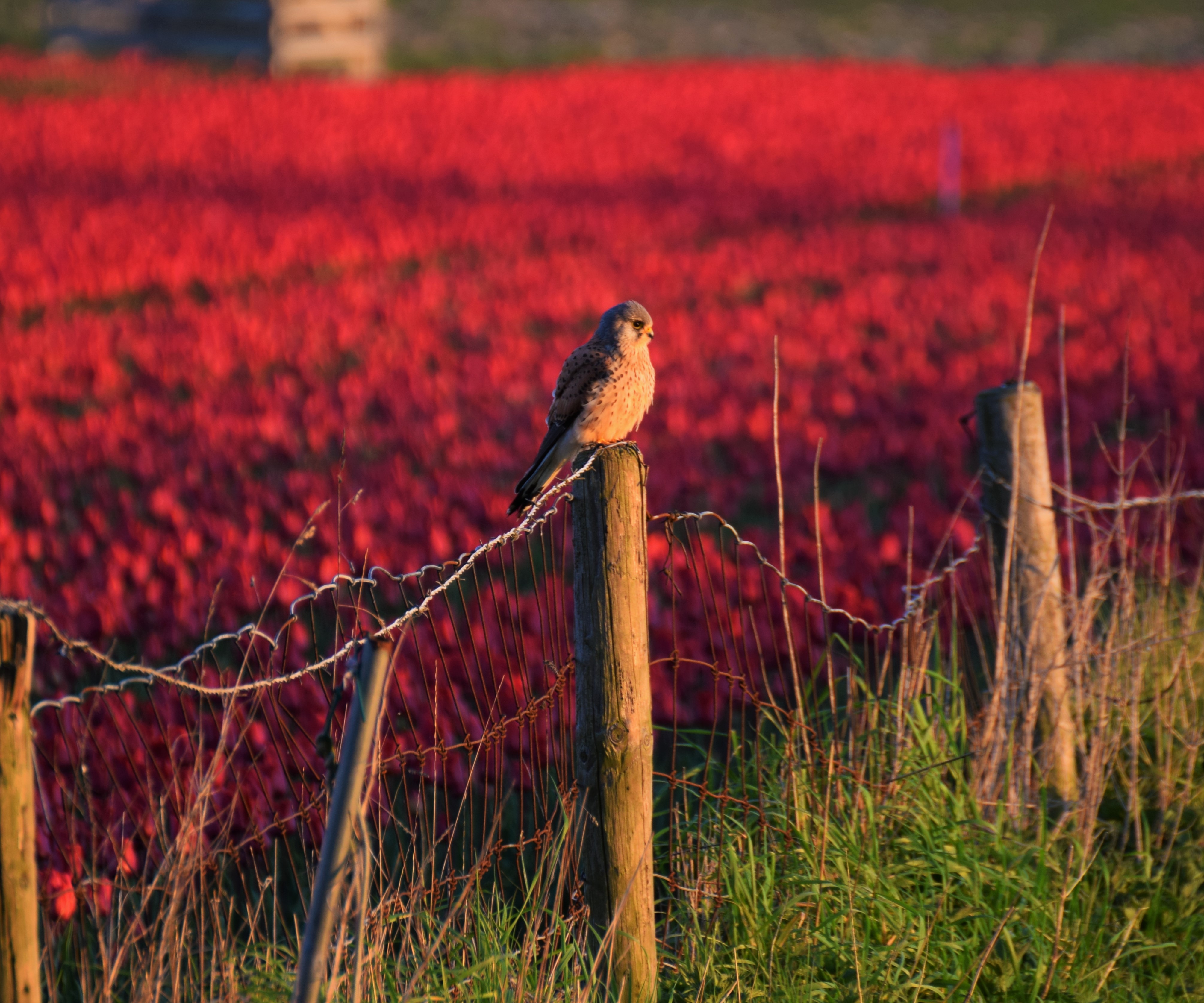 falcon-resting-among-tulip-fields