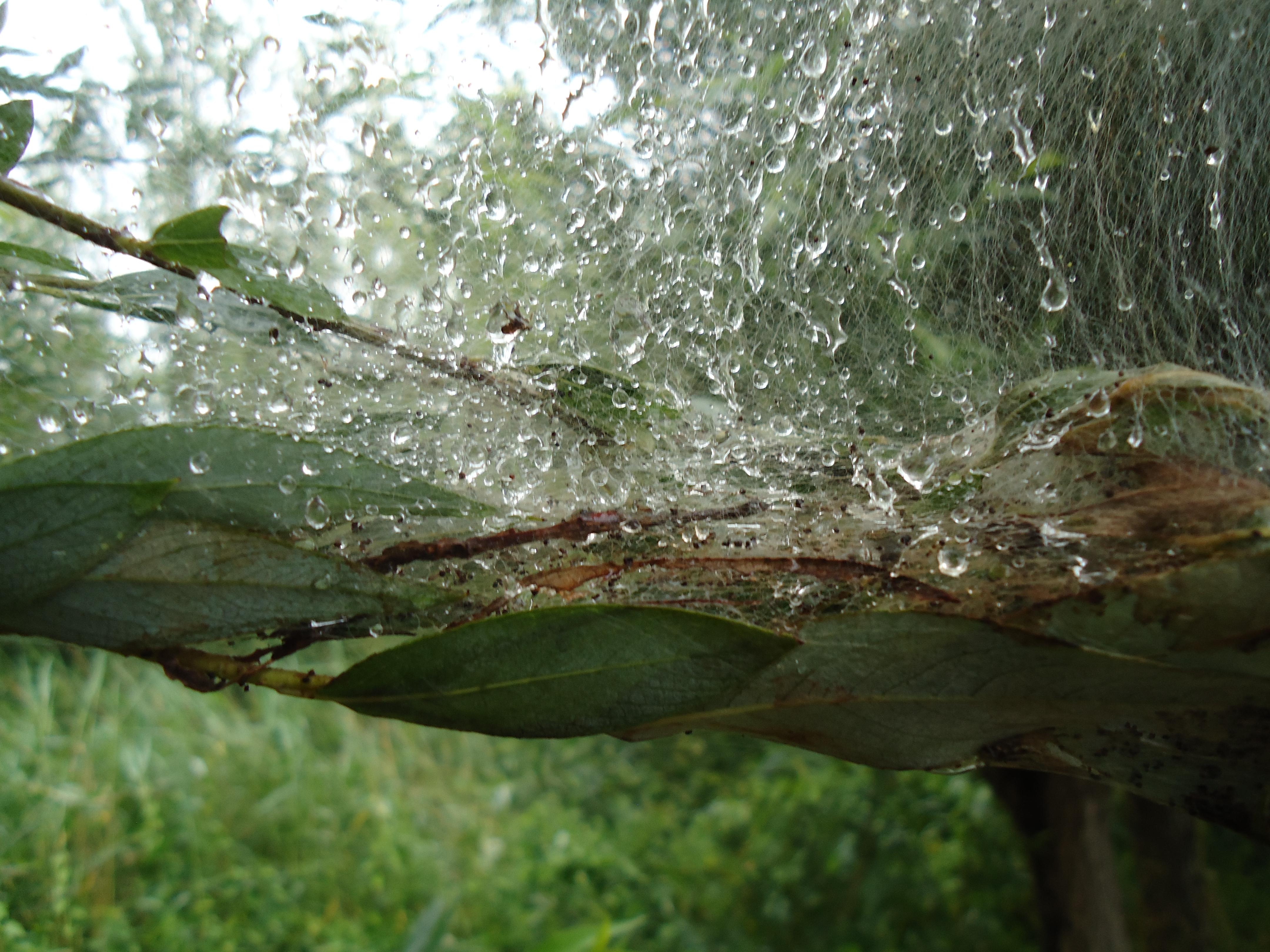 carnissegrienden-barendrecht