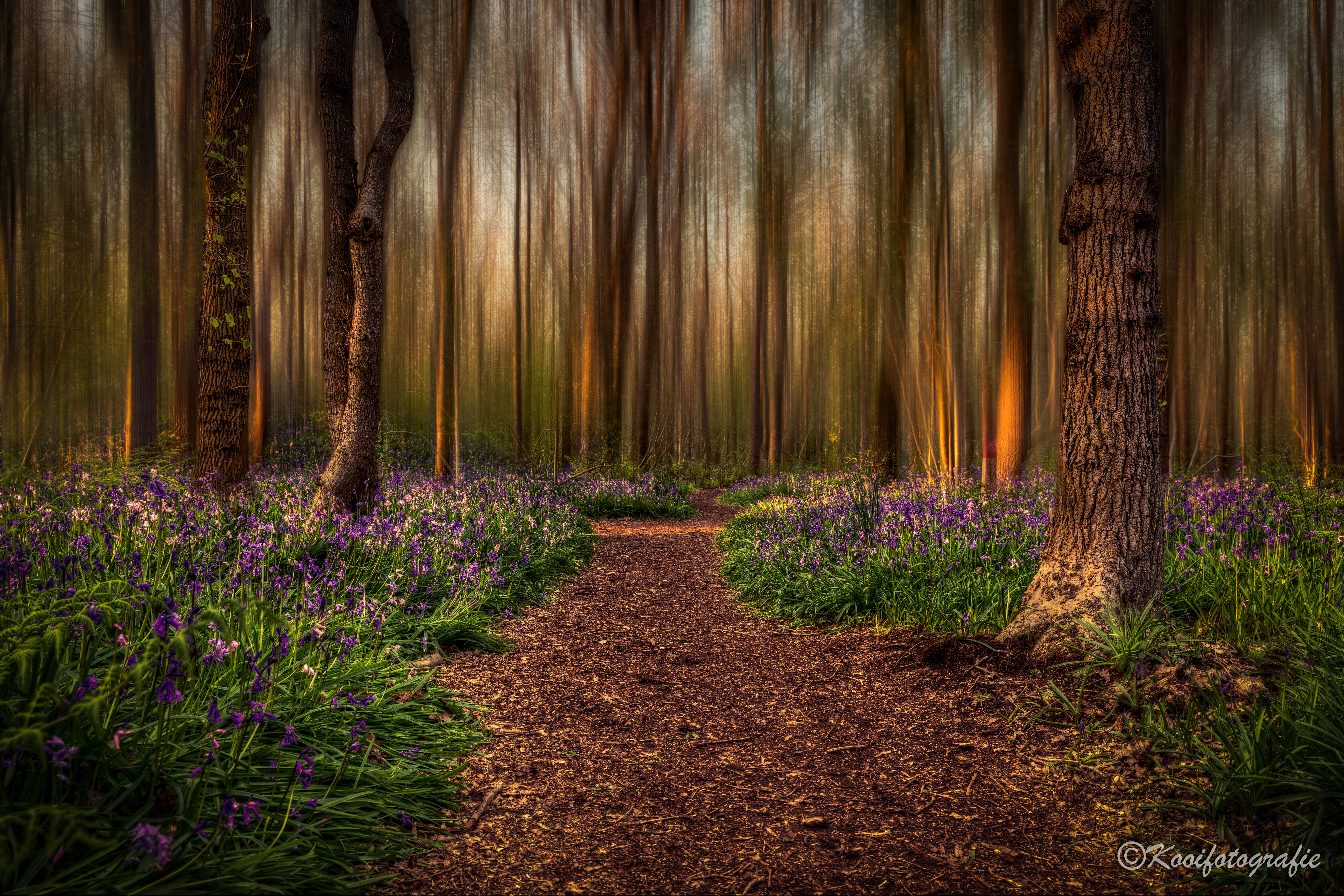 magical-forest-1