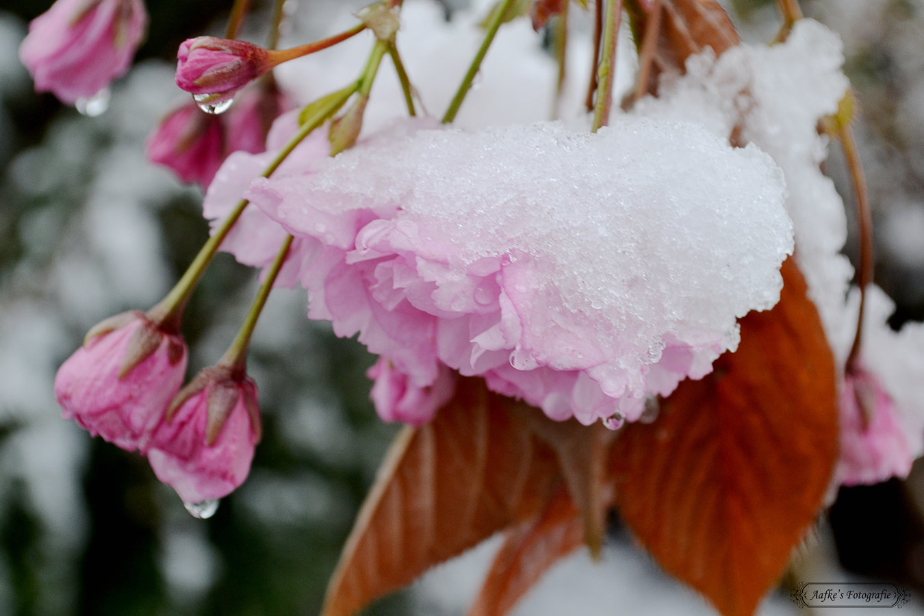 voorjaar-26-april-2016-sneeuw-0