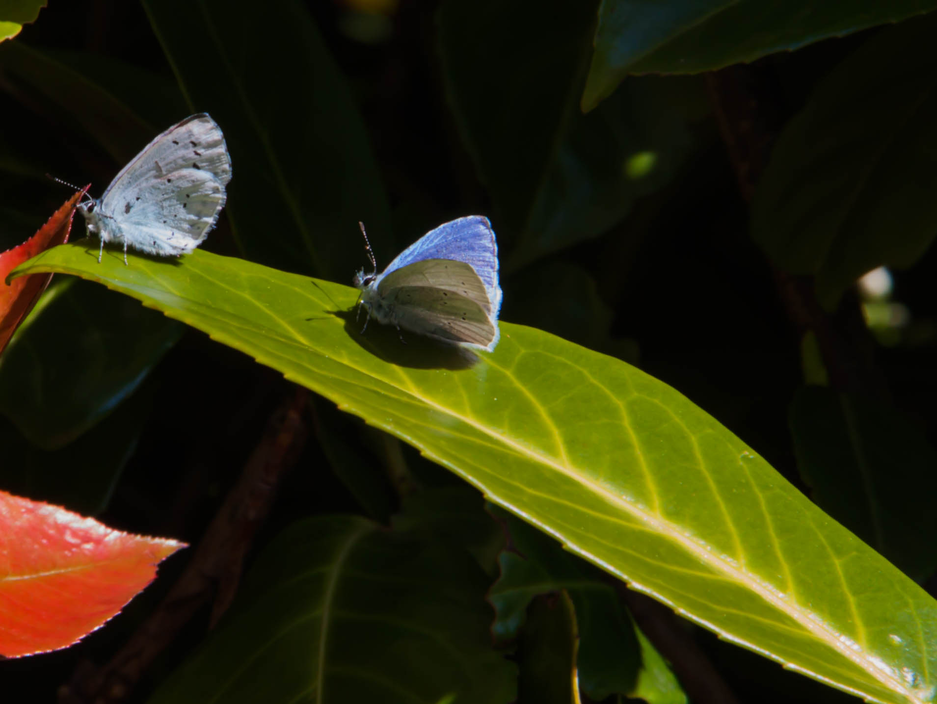 prachtige-boomblauwtjes