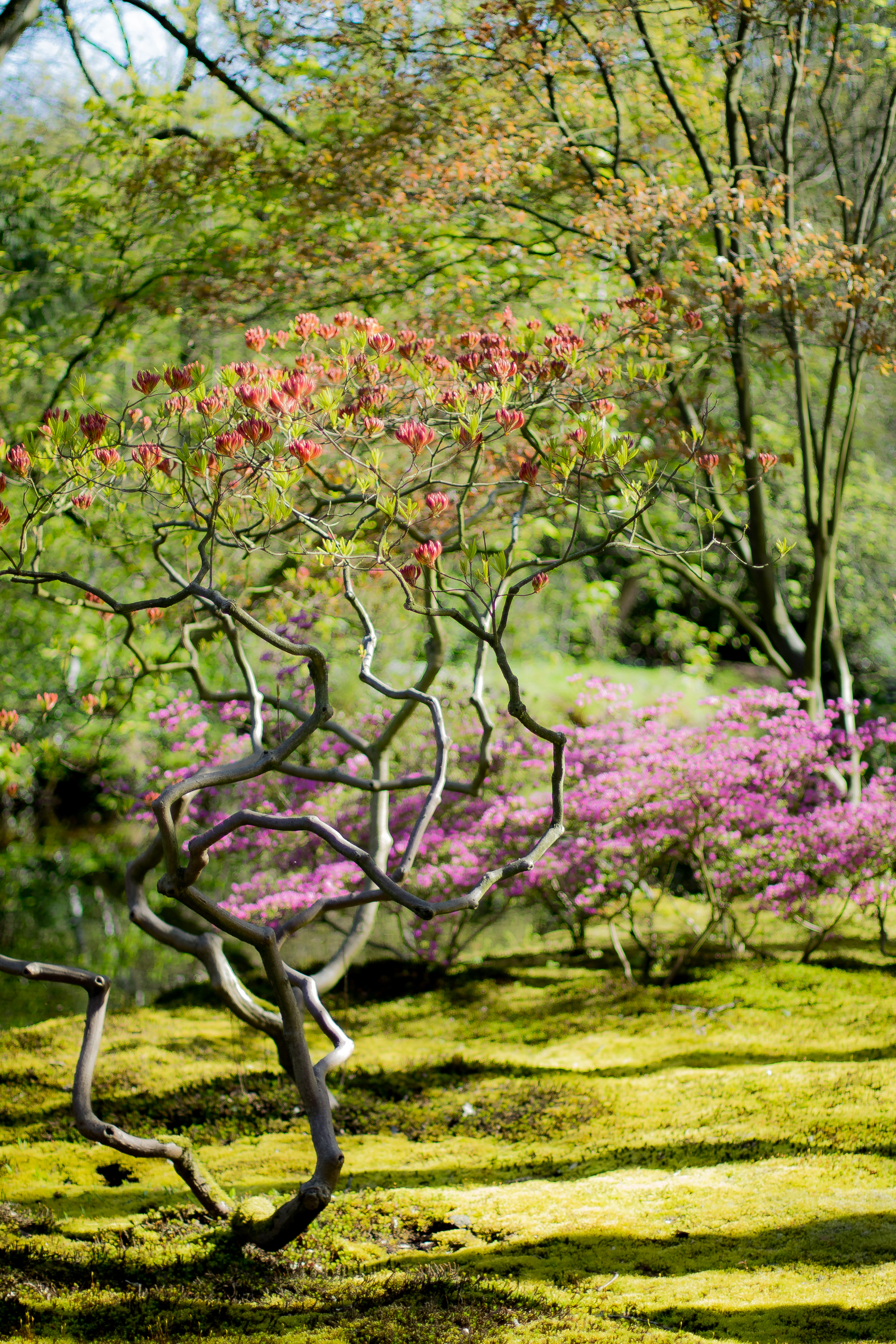 japanese-garden-the-hague