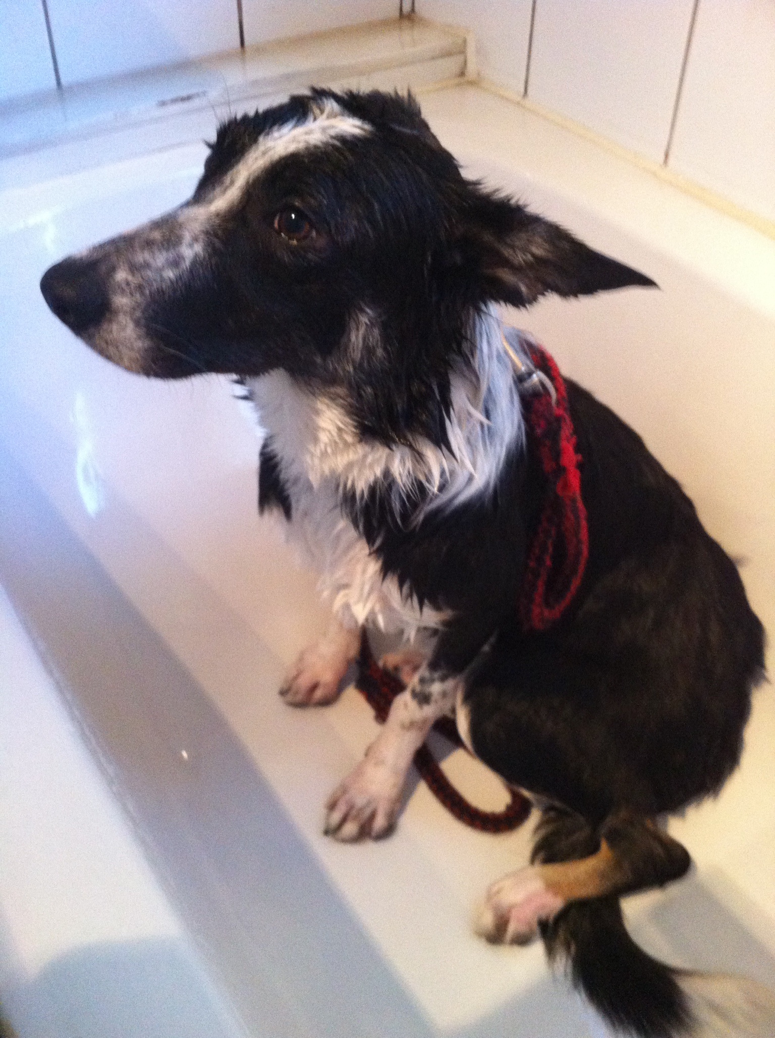 gerrit-houdt-niet-van-bad