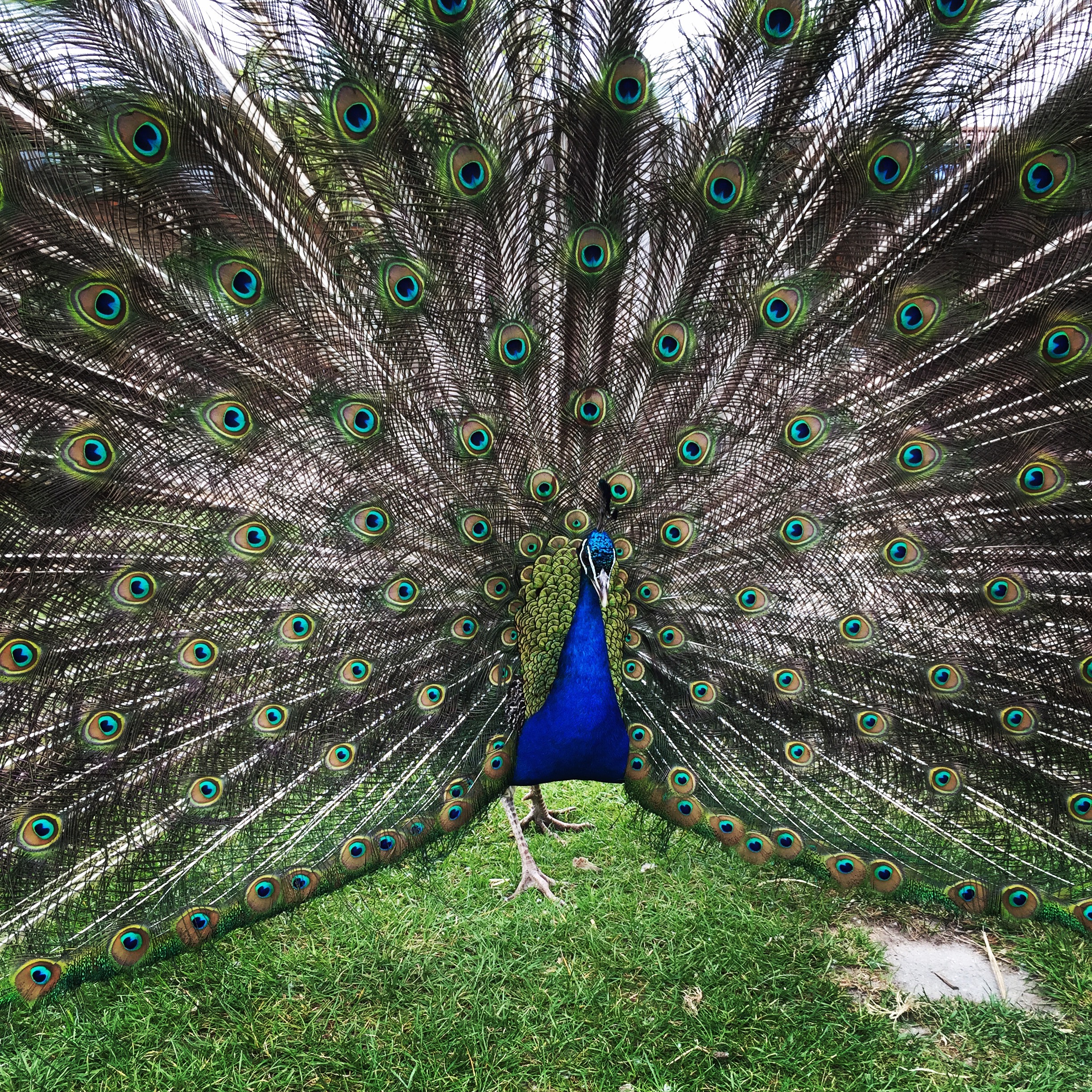 voorjaar-in-zijn-bol