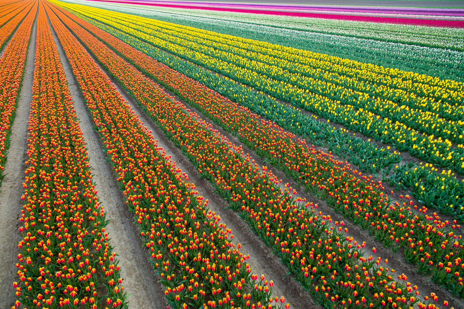 binnen-de-lijnen-kleuren