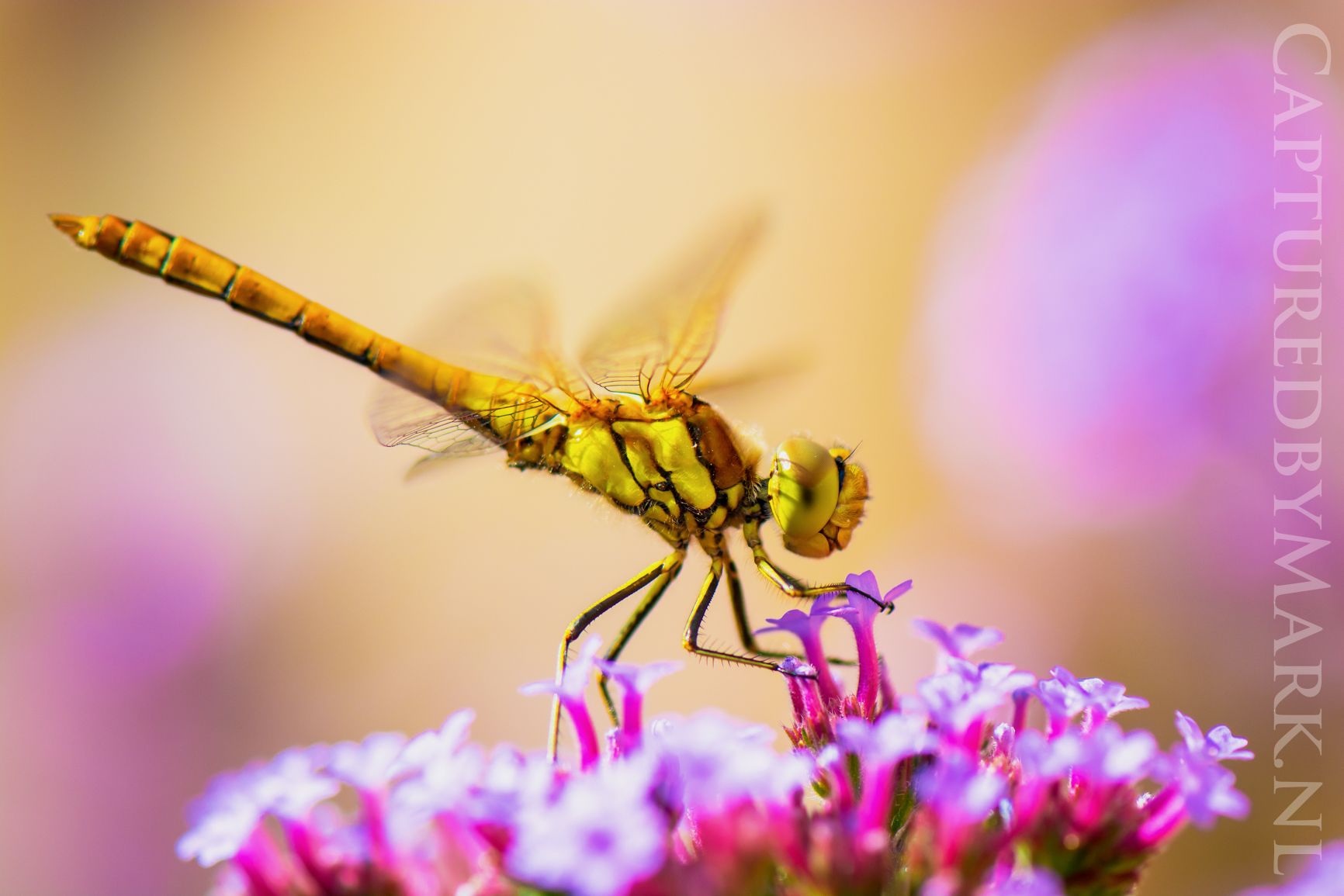 colorfull-dragonfly