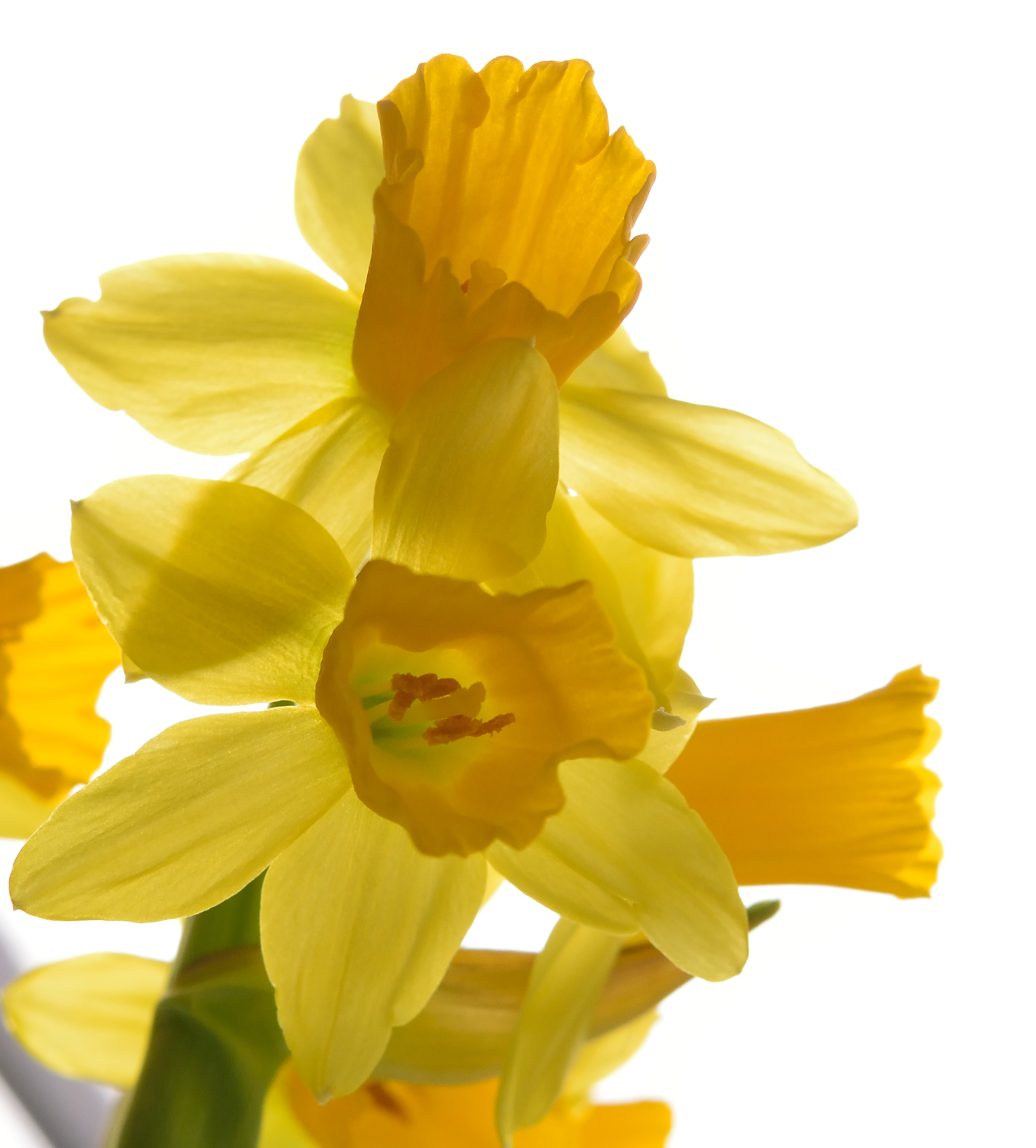 the-play-wiht-backlight-on-narcissus-petals