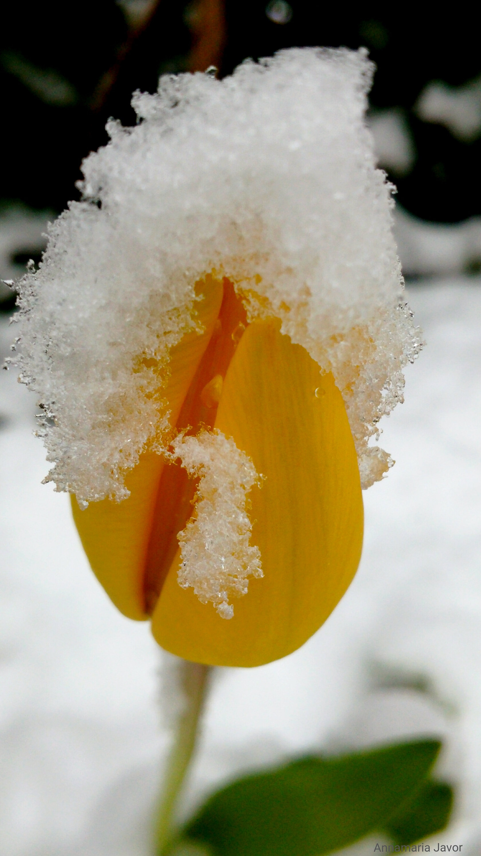 tulp-in-de-sneeuw